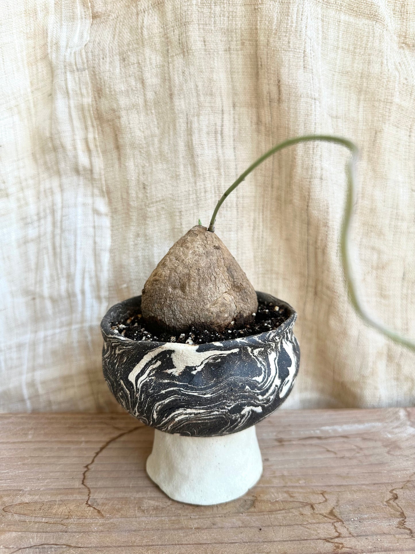 Stephania erecta w/ planter