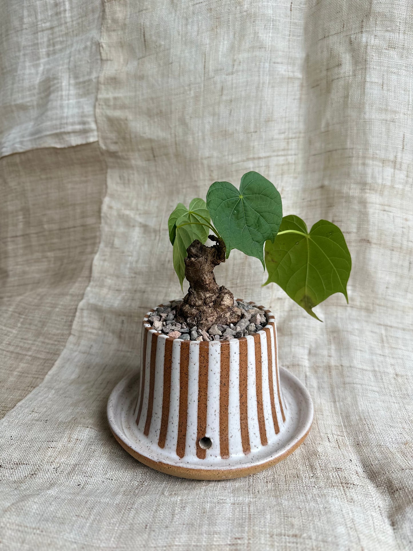 Sterculia colorata w/ planter