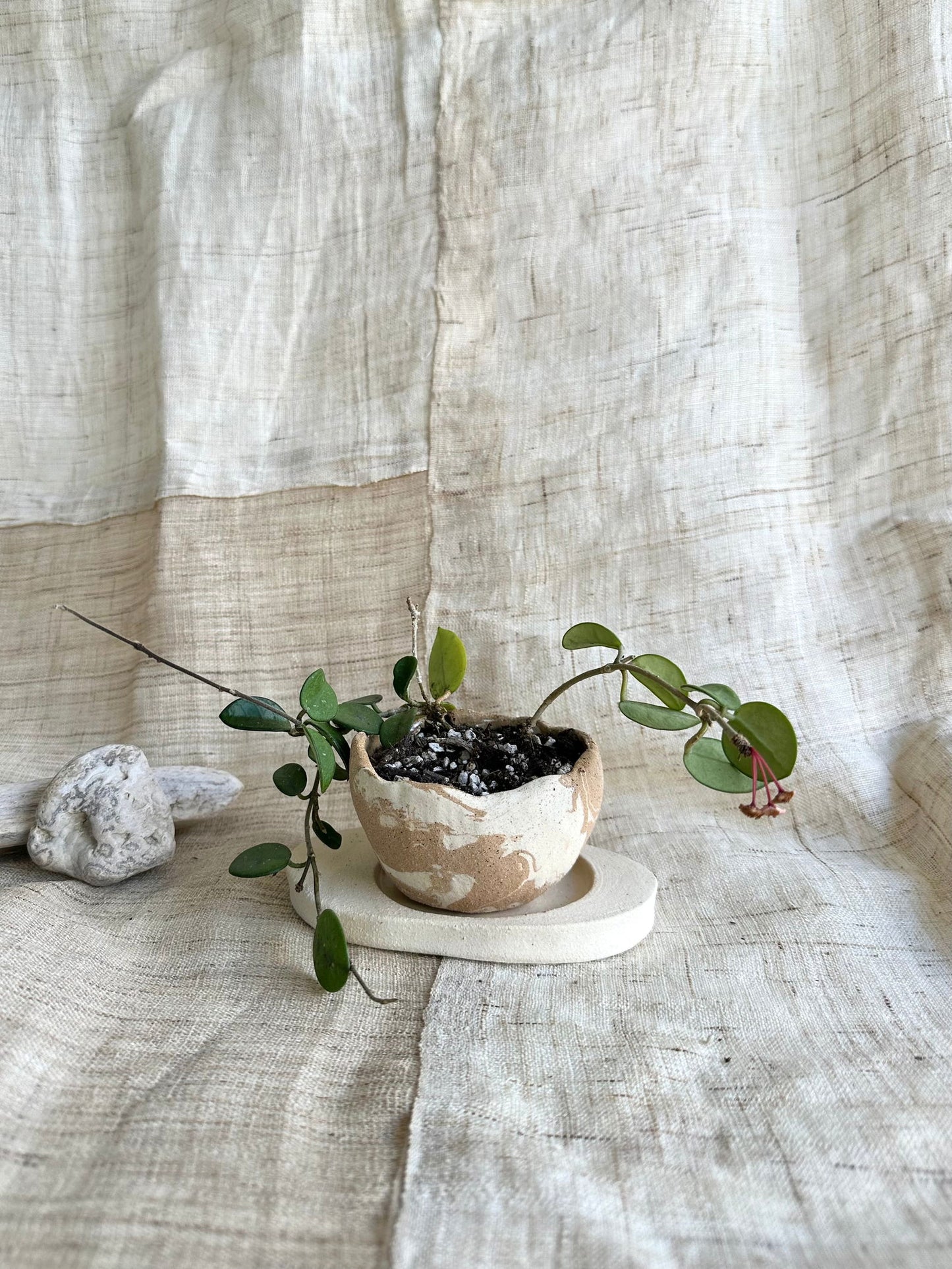 21 sandstorm planter set - Mipa's pots and plants