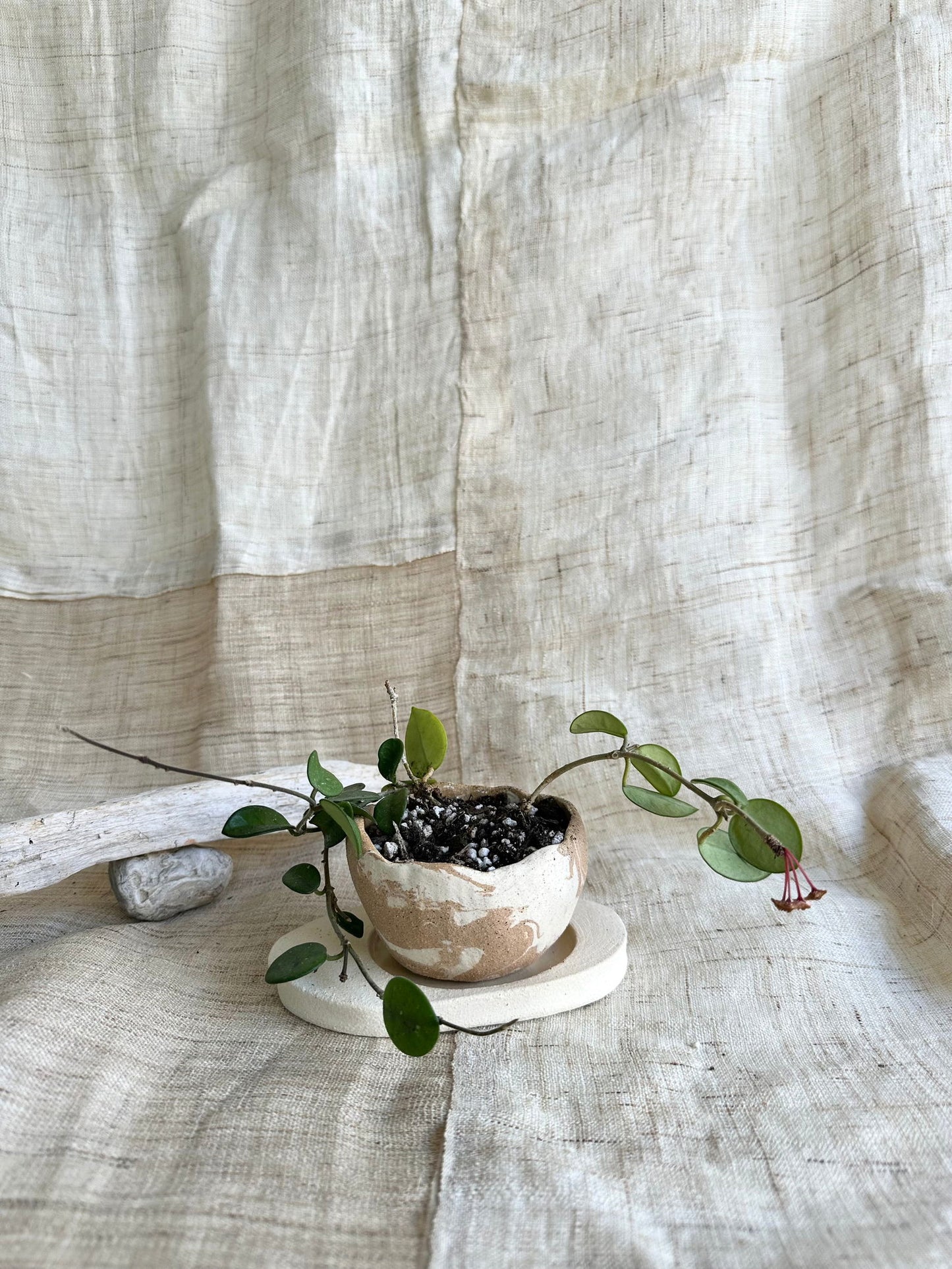21 sandstorm planter set - Mipa's pots and plants