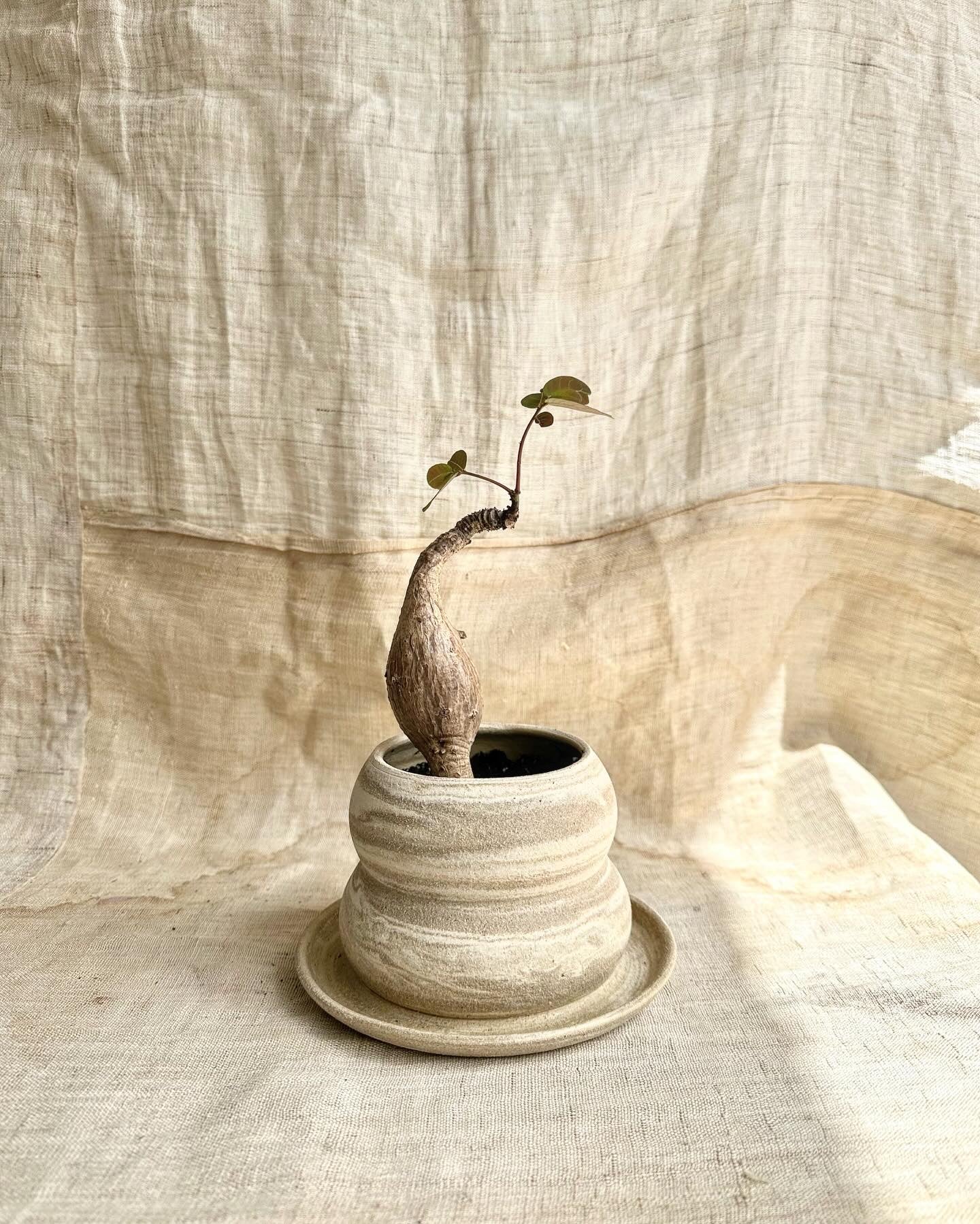 25 mud swirl planter - Mipa's pots and plants