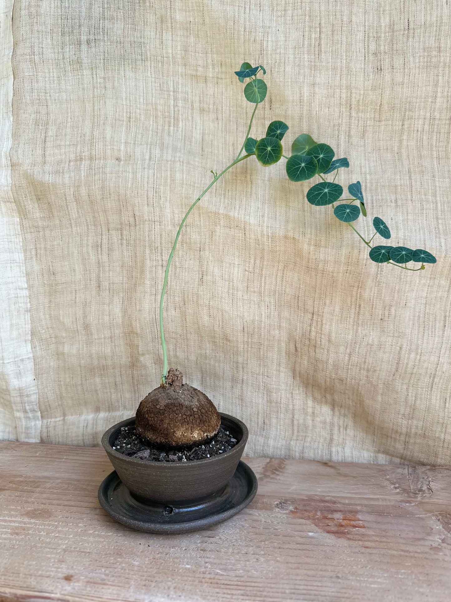 46 caudex planter (6 options)