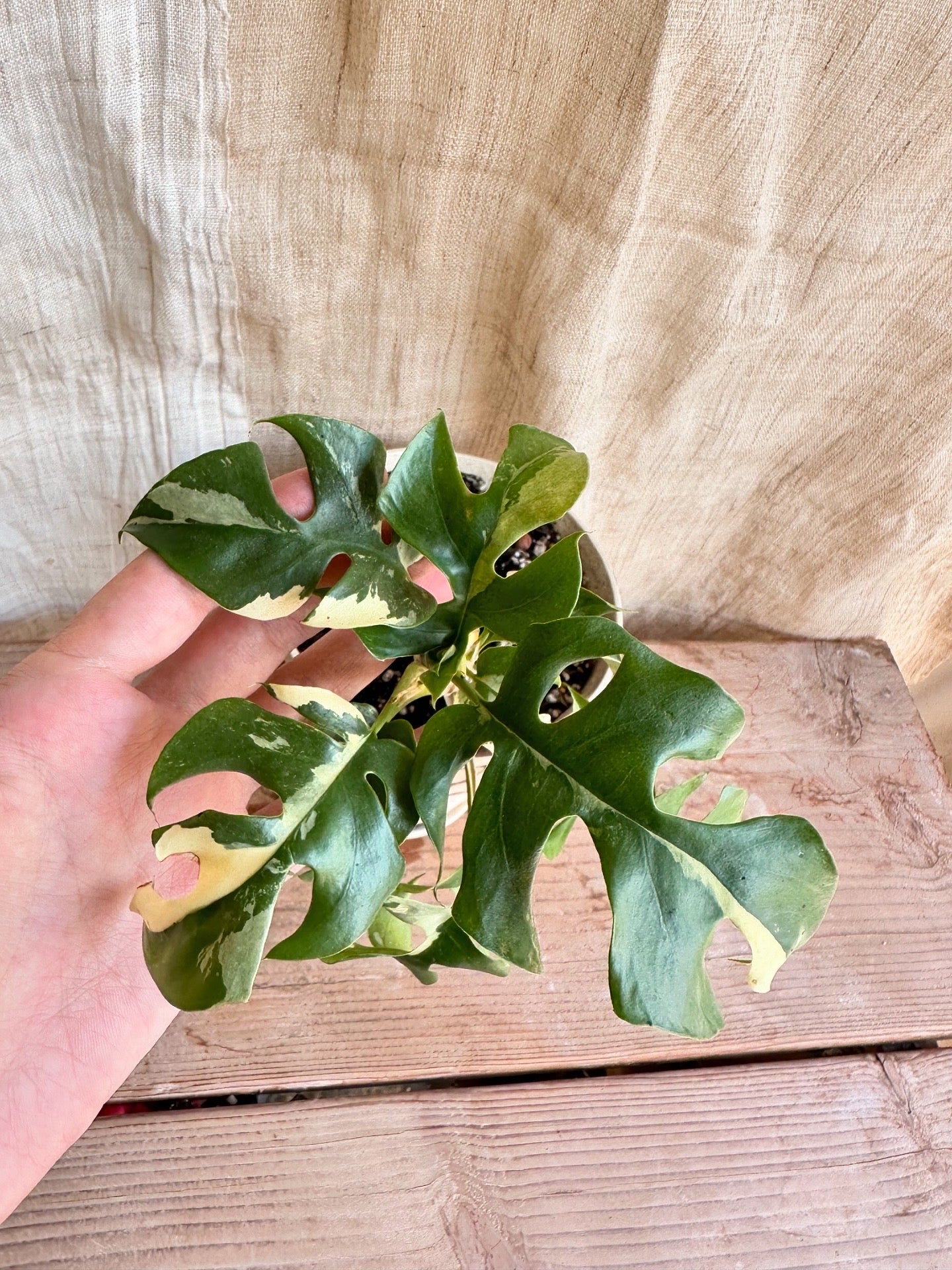 Variegated mini monstera w/ planter set