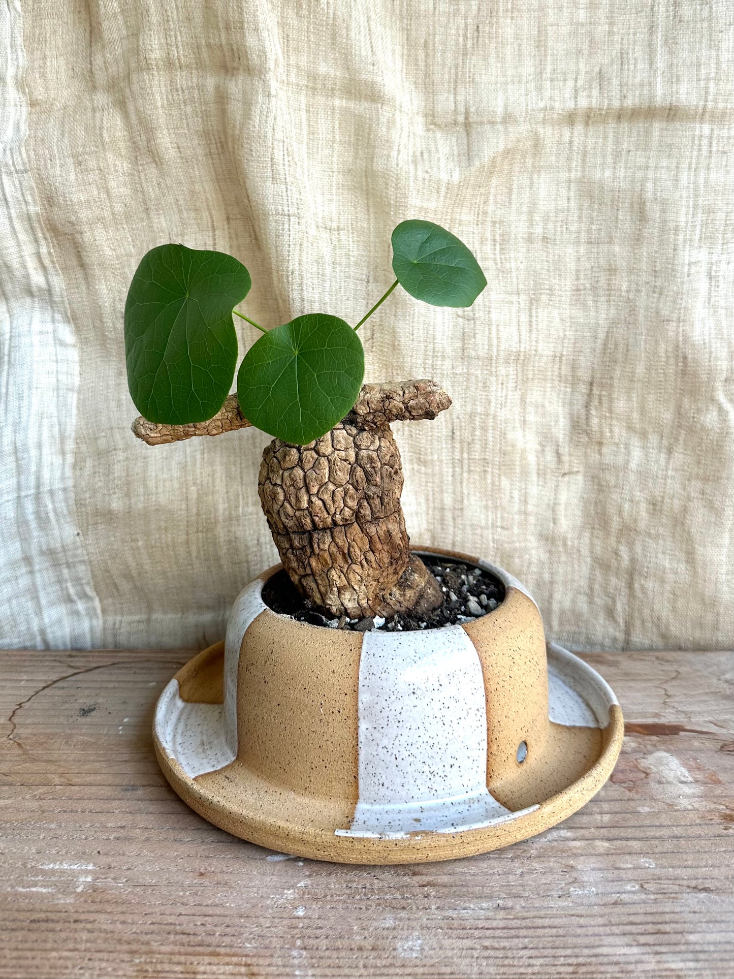 Stephania suberosa + planter