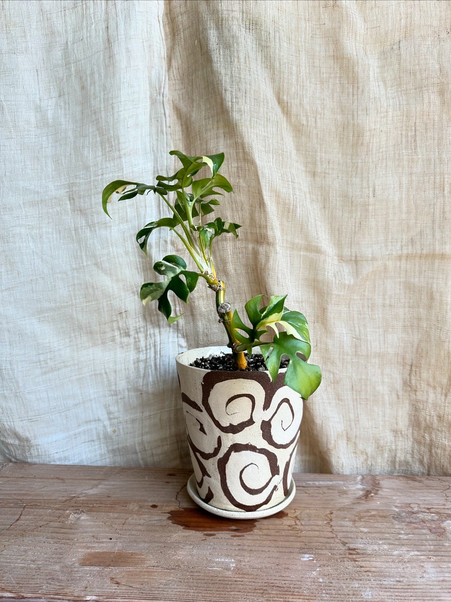 Variegated mini monstera w/ planter set