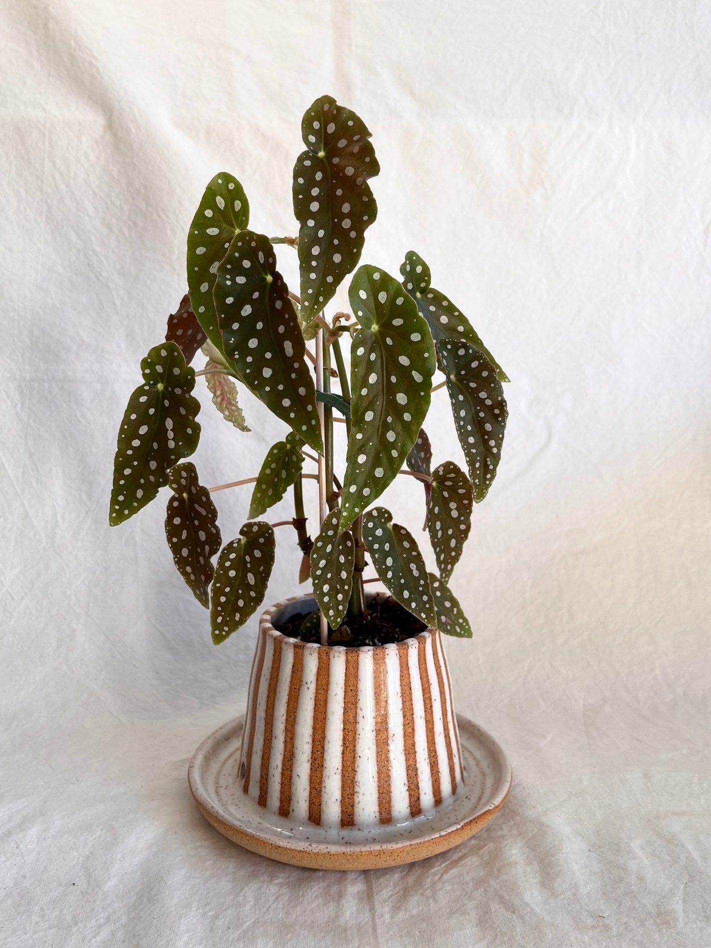 40 S.B striped planter - Mipa's pots and plants
