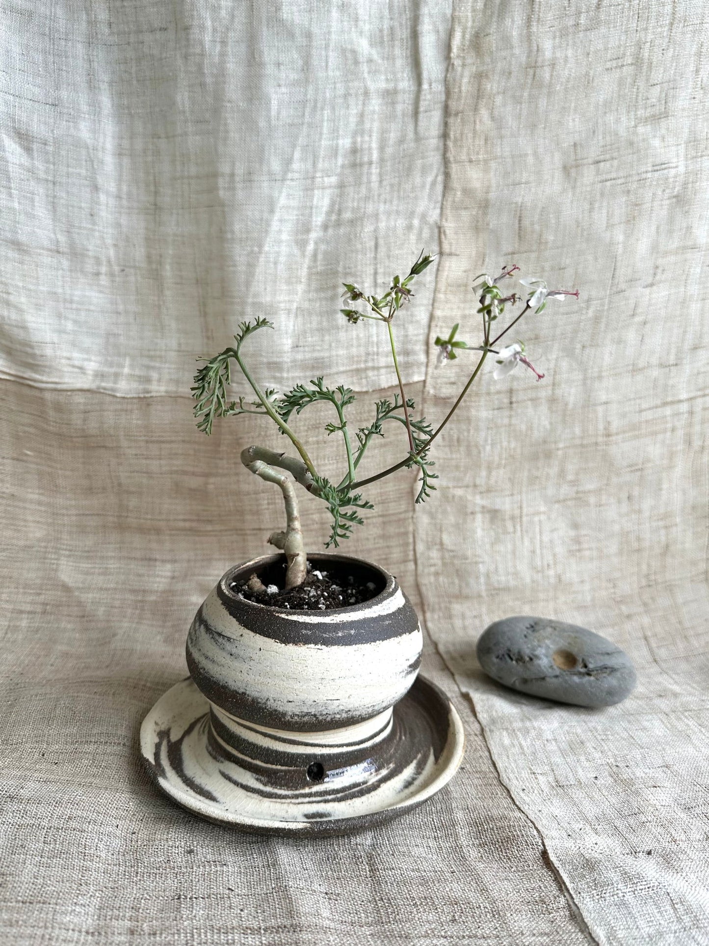 42 inkwash mushroom planter with saucer - Mipa's pots and plants