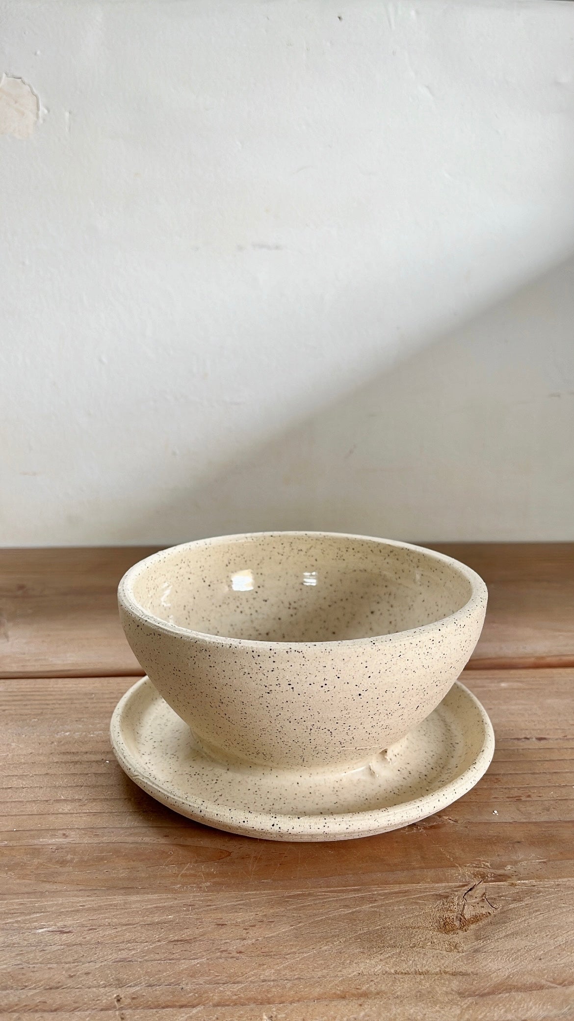 46 caudex planter - Mipa's pots and plants