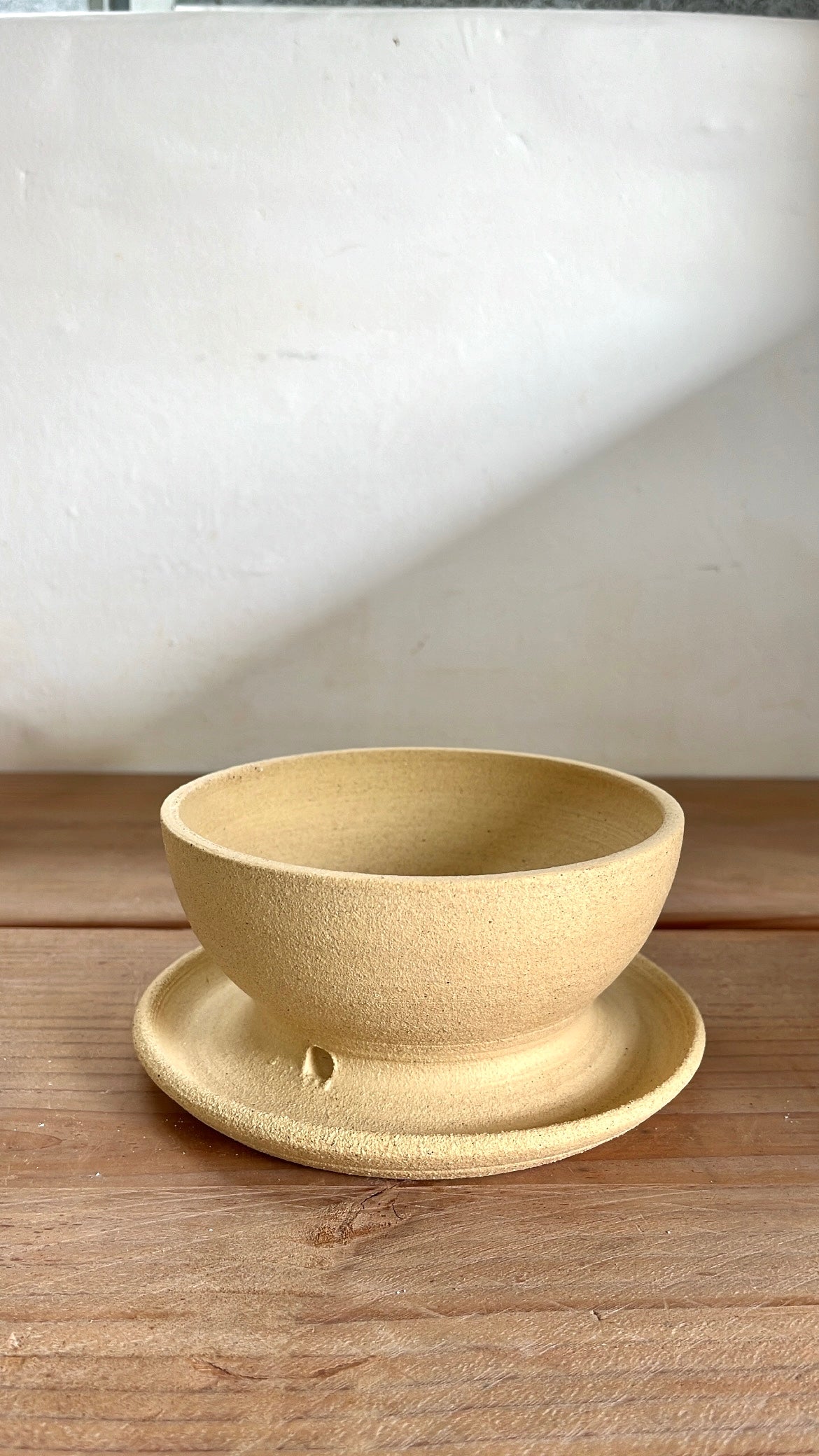 46 caudex planter - Mipa's pots and plants