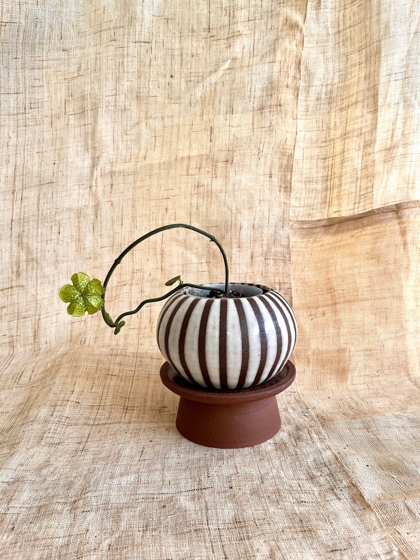 20 chocolate striped pedestal saucer set