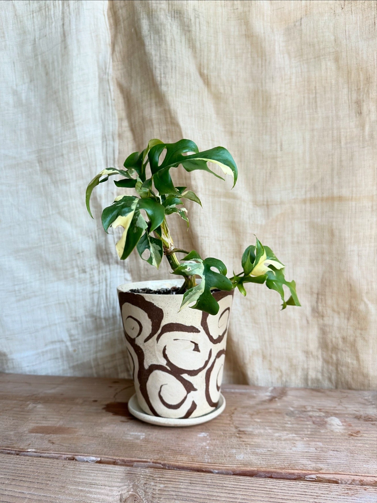 Variegated mini monstera w/ planter set
