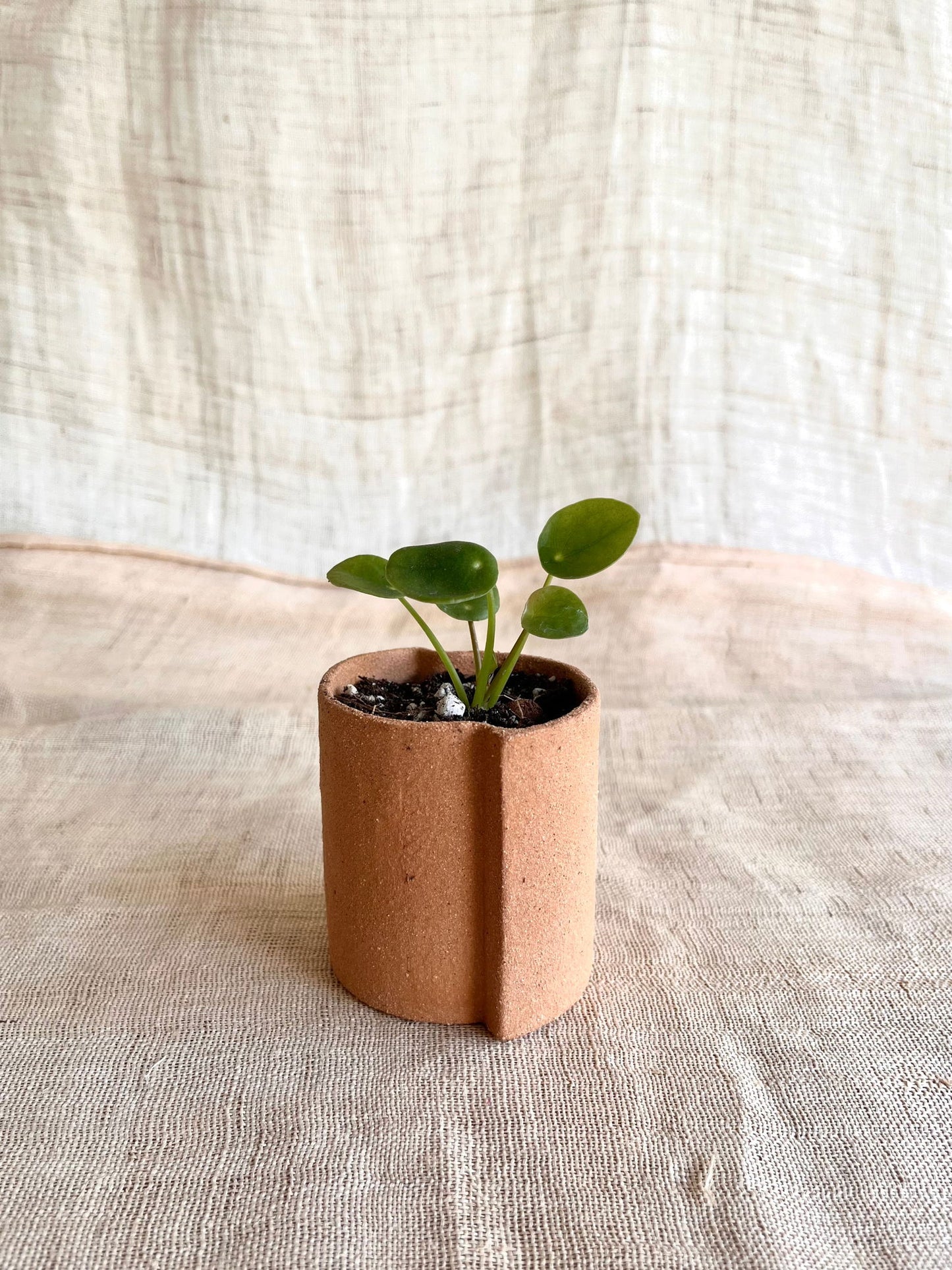 50 half circles planter - Mipa's pots and plants
