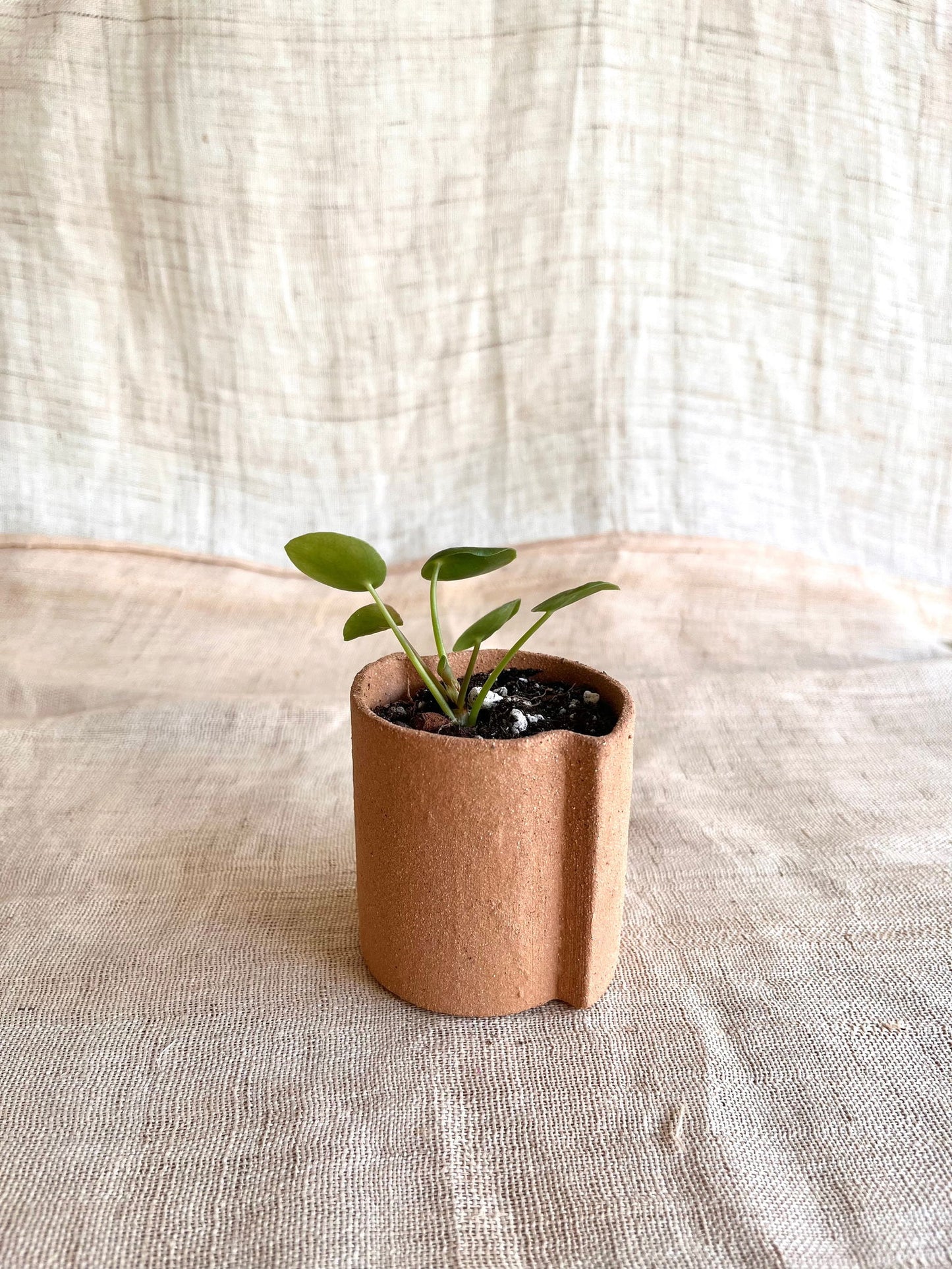 50 half circles planter - Mipa's pots and plants