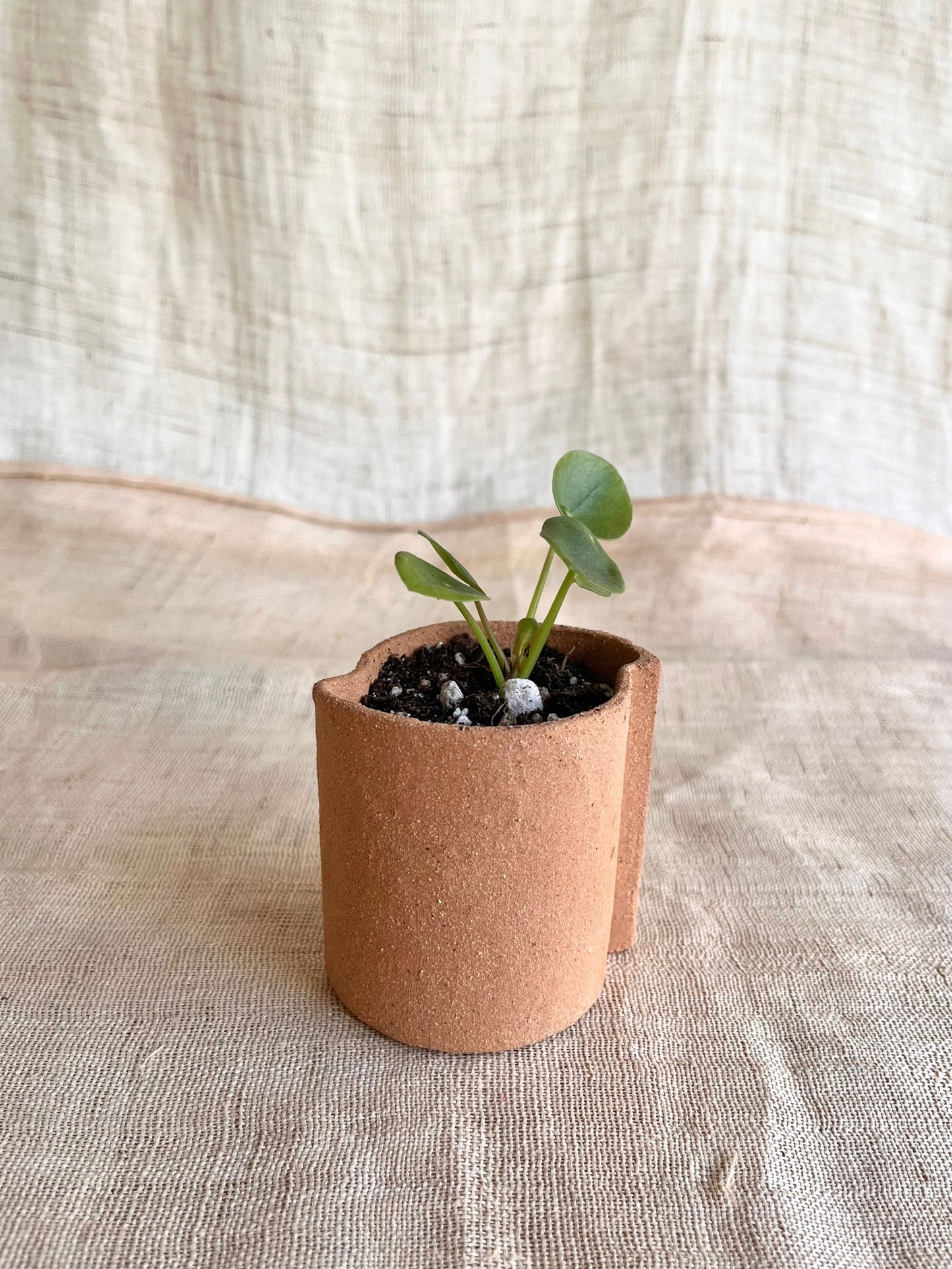 50 half circles planter - Mipa's pots and plants