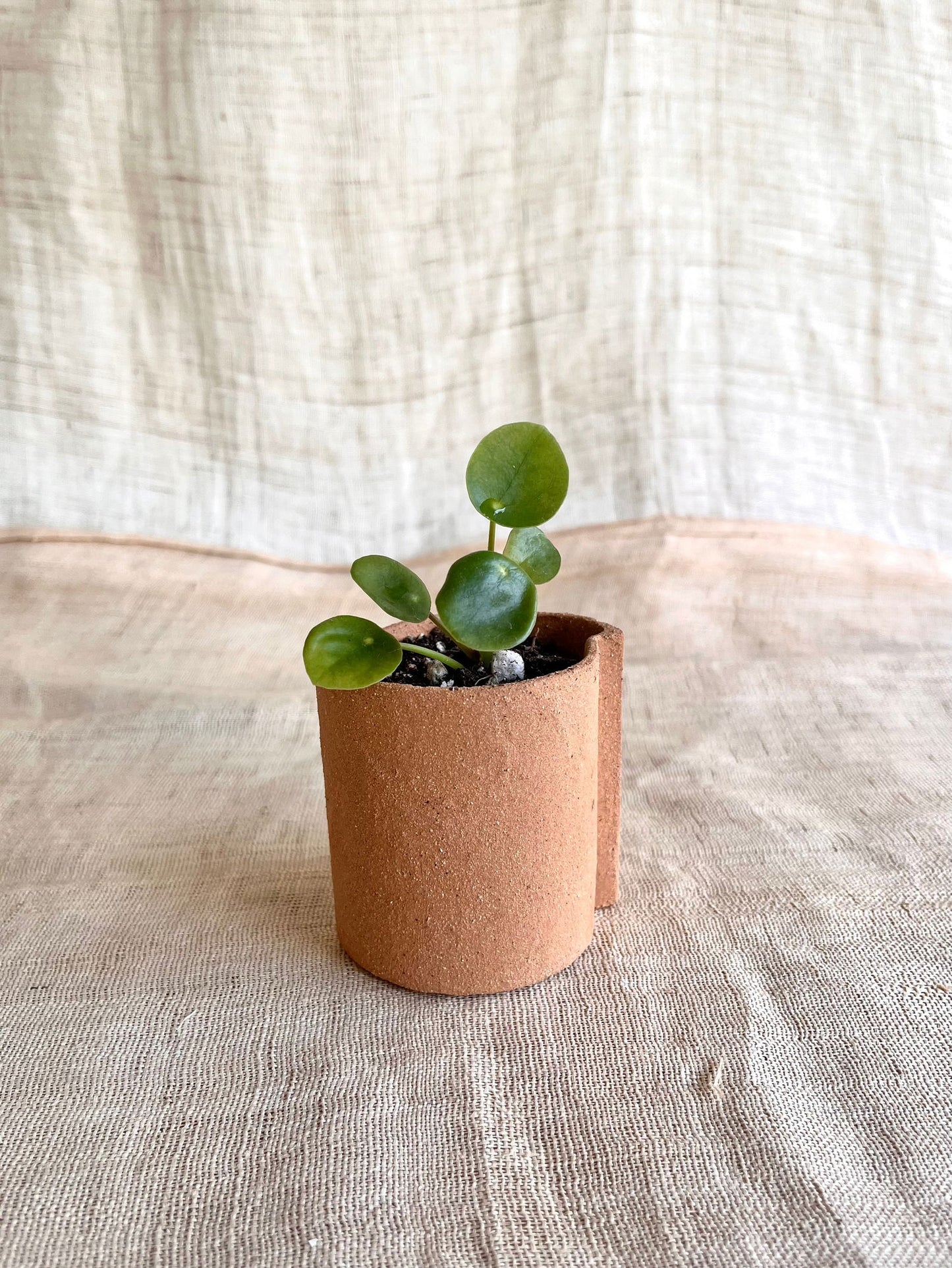 50 half circles planter - Mipa's pots and plants