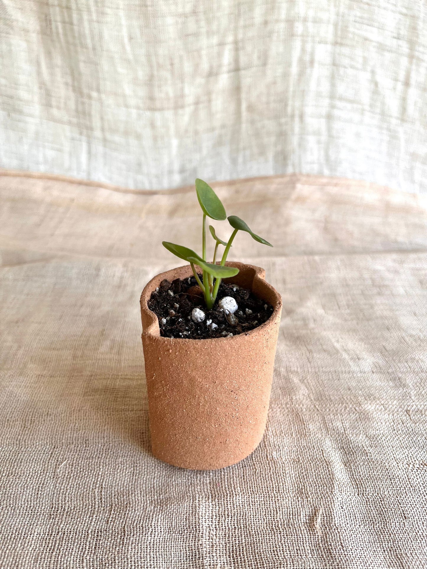 50 half circles planter - Mipa's pots and plants