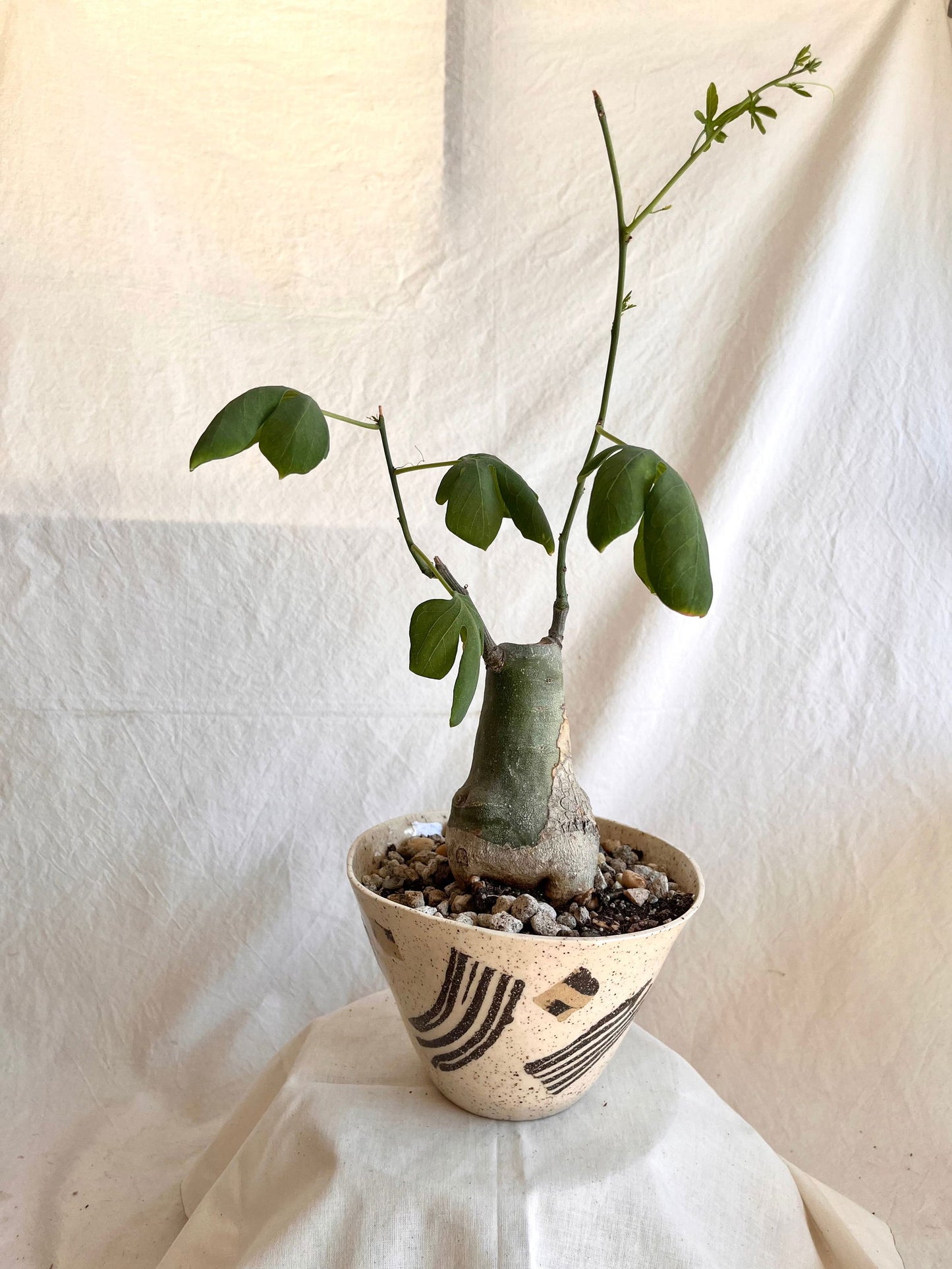 51 planter - Mipa's pots and plants