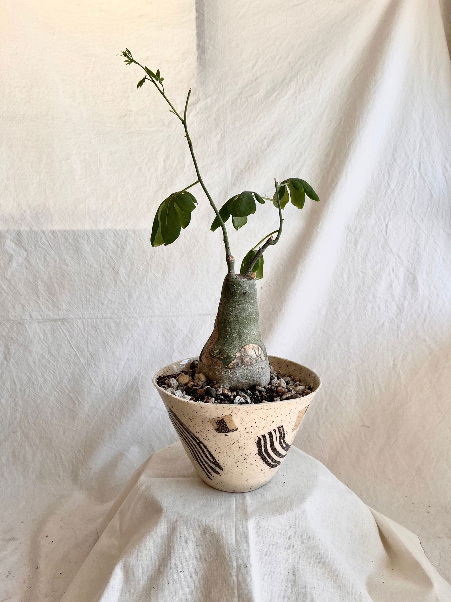 51 planter - Mipa's pots and plants
