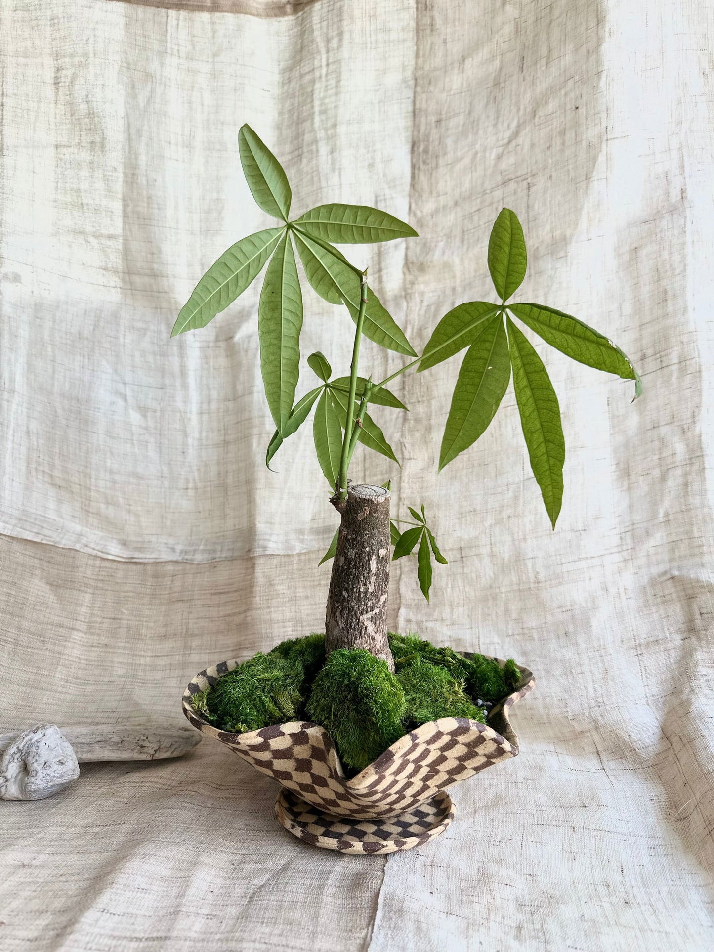 59 checkers planter set - Mipa's pots and plants