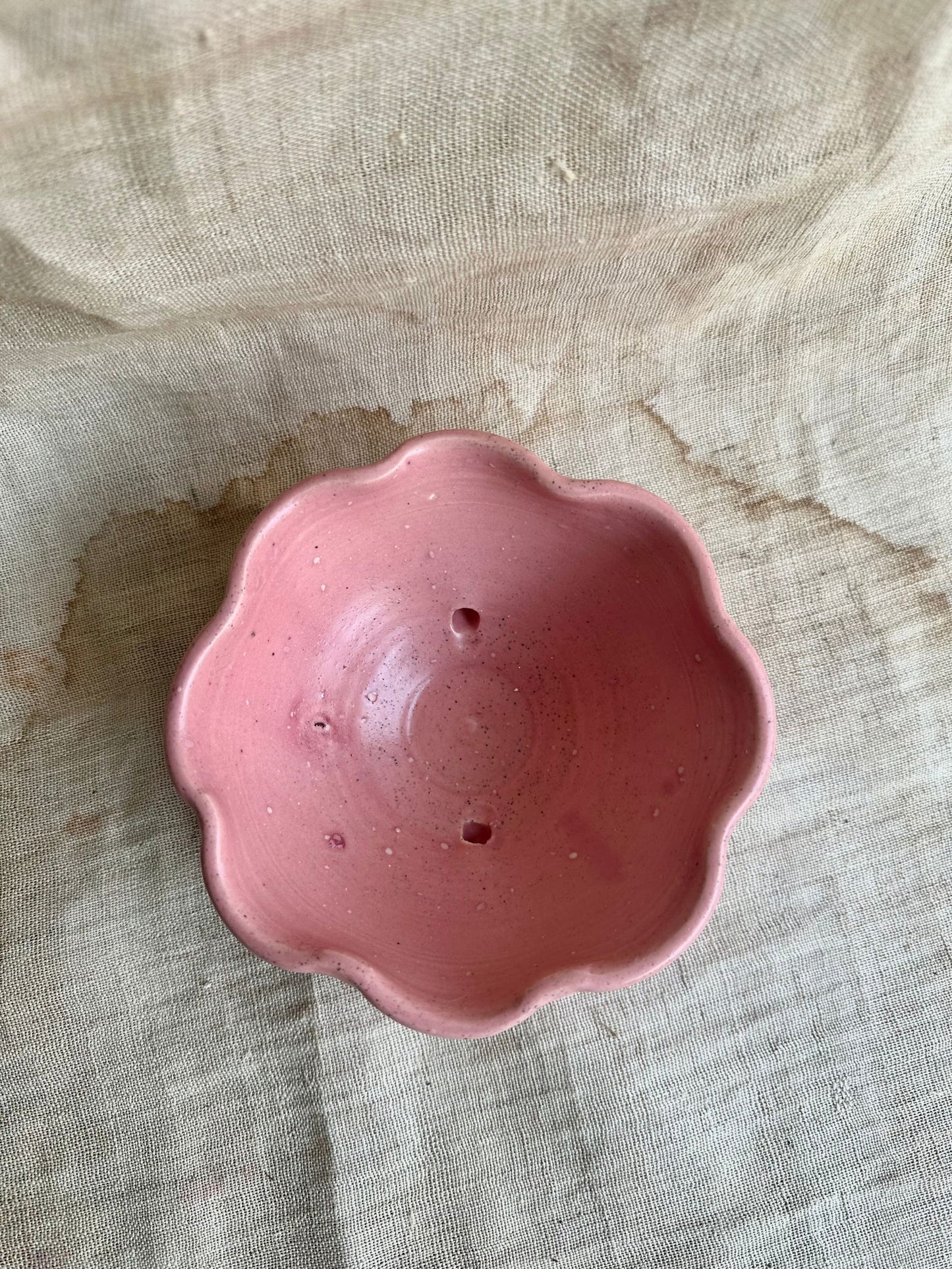 59 rose caudex planter - Mipa's pots and plants
