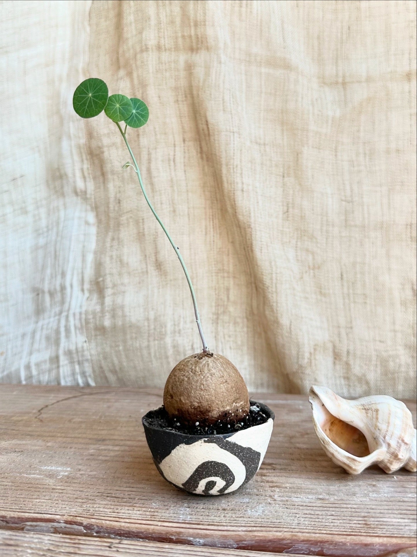 Stephania erecta w/ planter