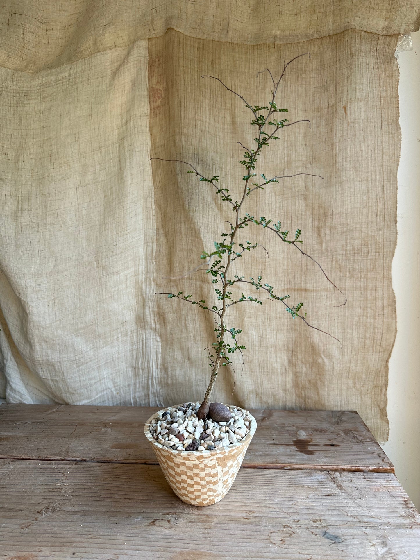 Operculicarya decaryi w/ planter
