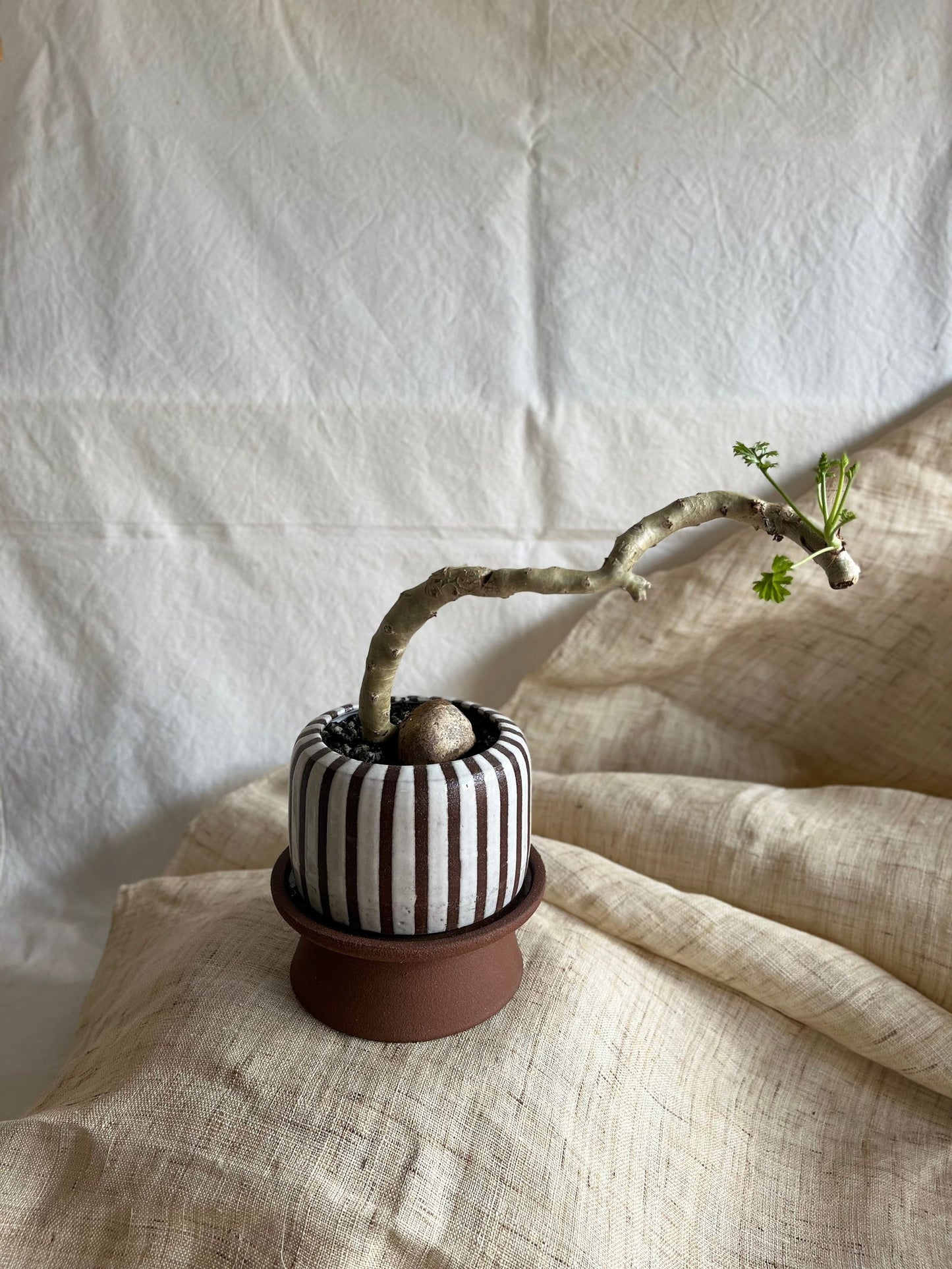 60 pedestal saucer set - Mipa's pots and plants