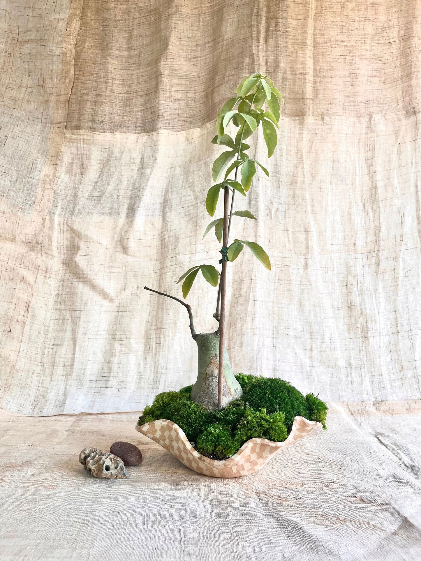 63 mosaic oyster planter - Mipa's pots and plants