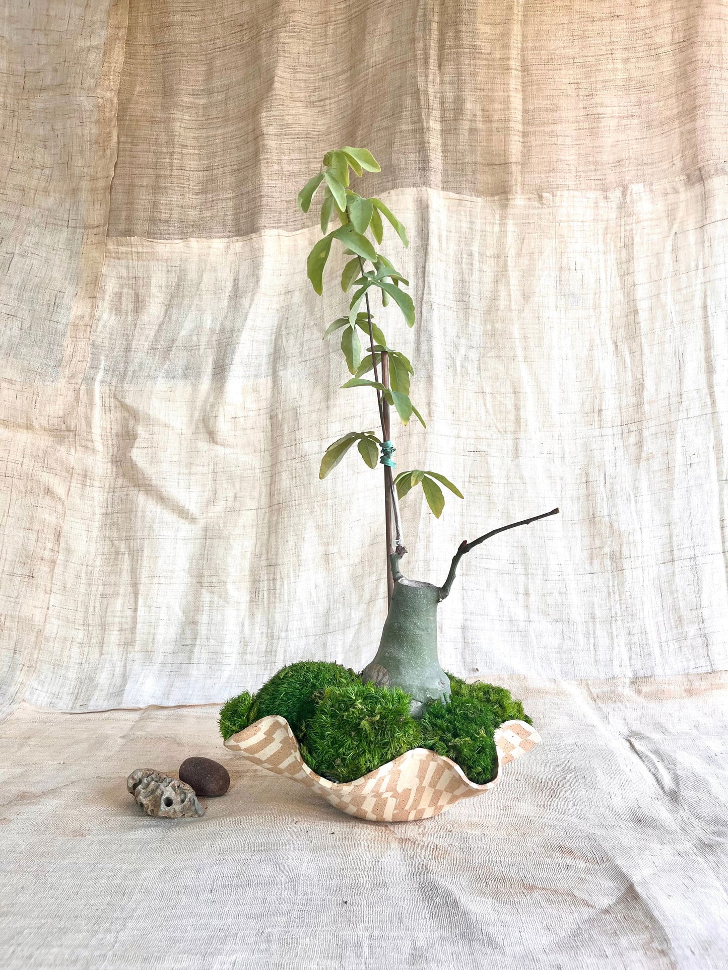 63 mosaic oyster planter - Mipa's pots and plants