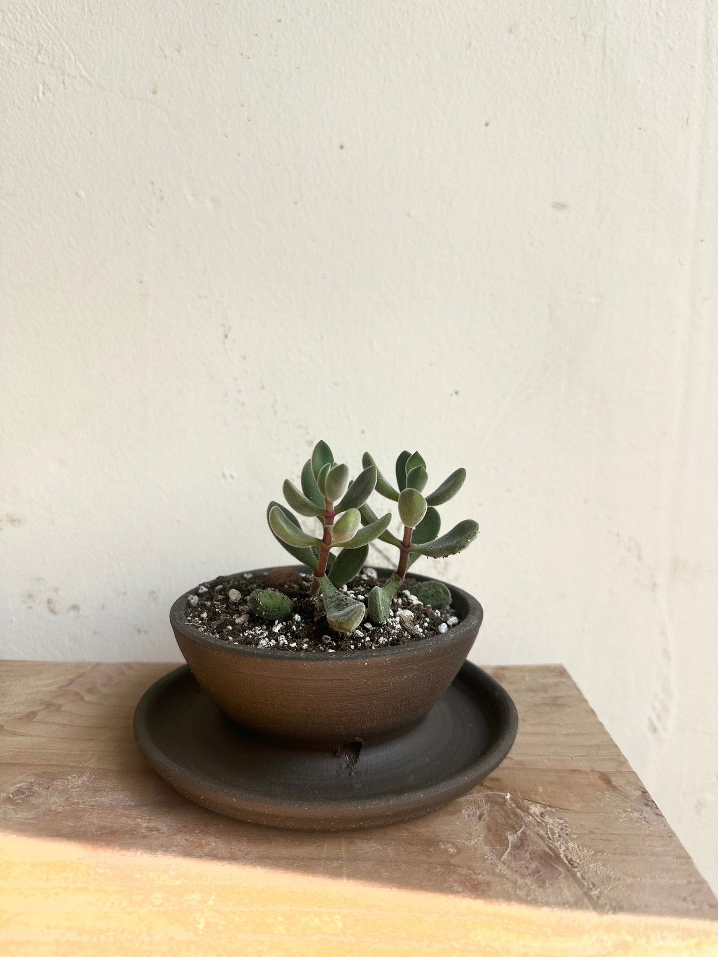 63 tiny caudex planter - Mipa's pots and plants