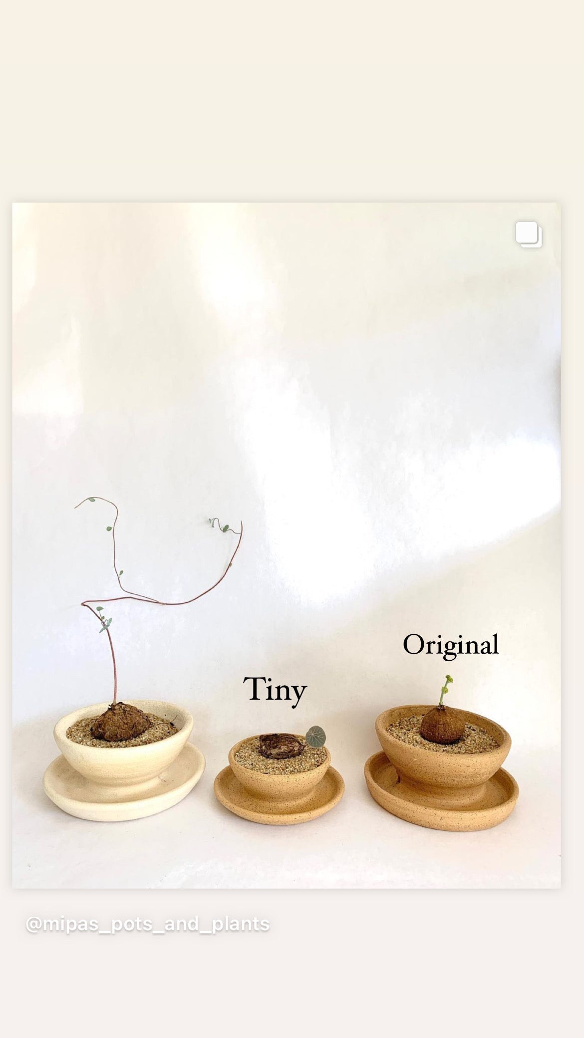 63 tiny caudex planter - Mipa's pots and plants