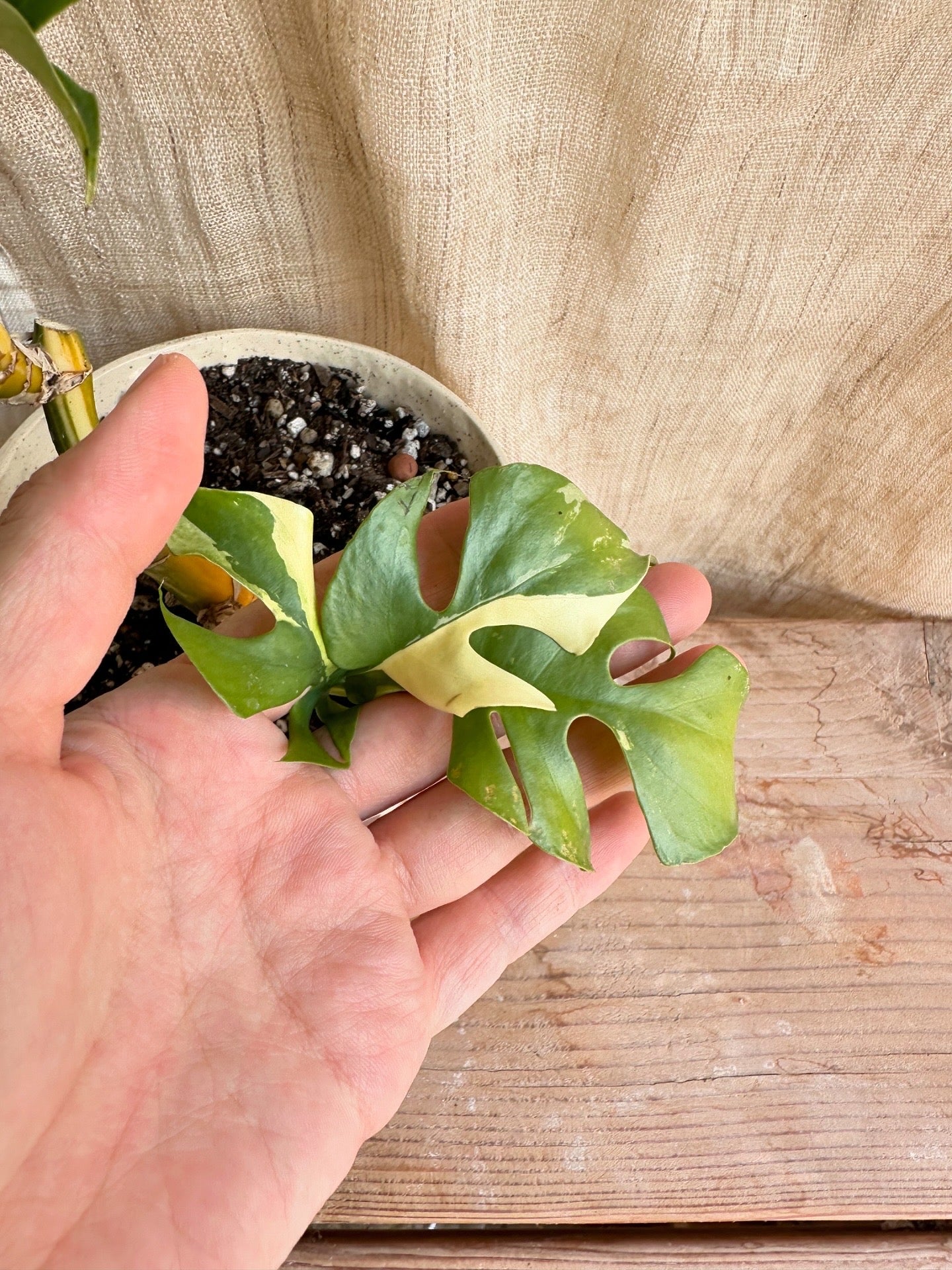 Variegated mini monstera w/ planter set