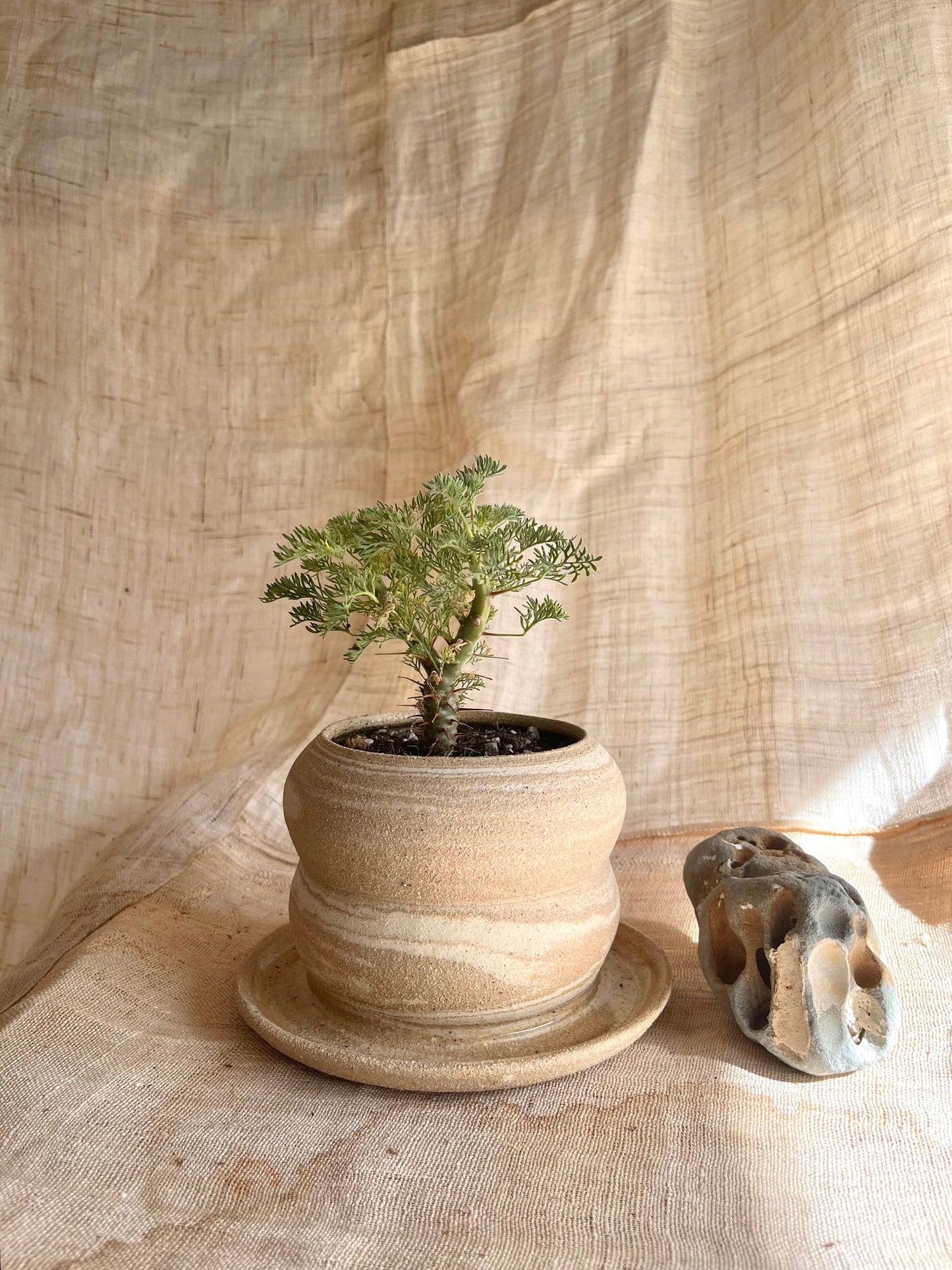 67 mudcream planter - Mipa's pots and plants
