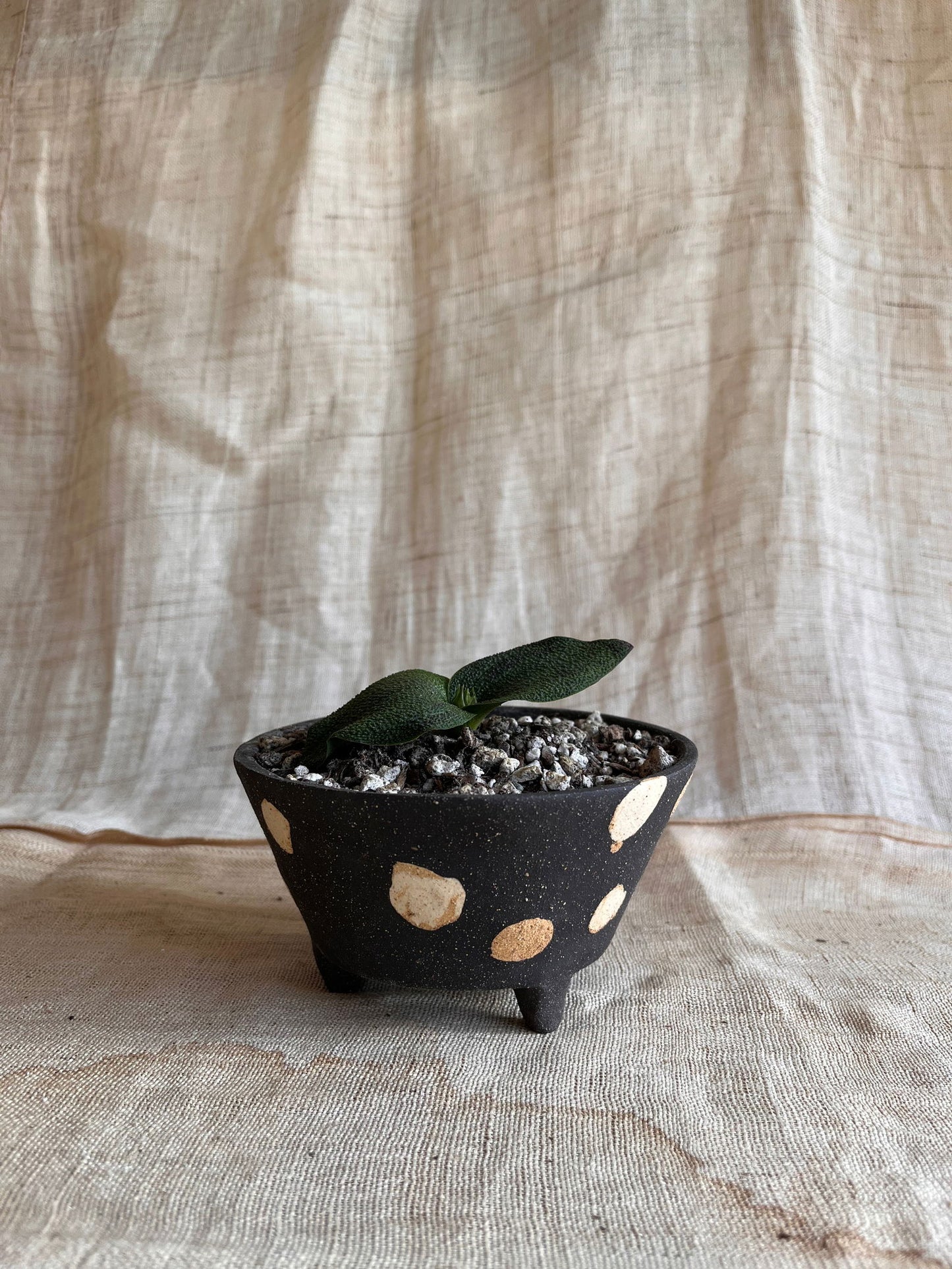 69 blk polka dot planter - Mipa's pots and plants