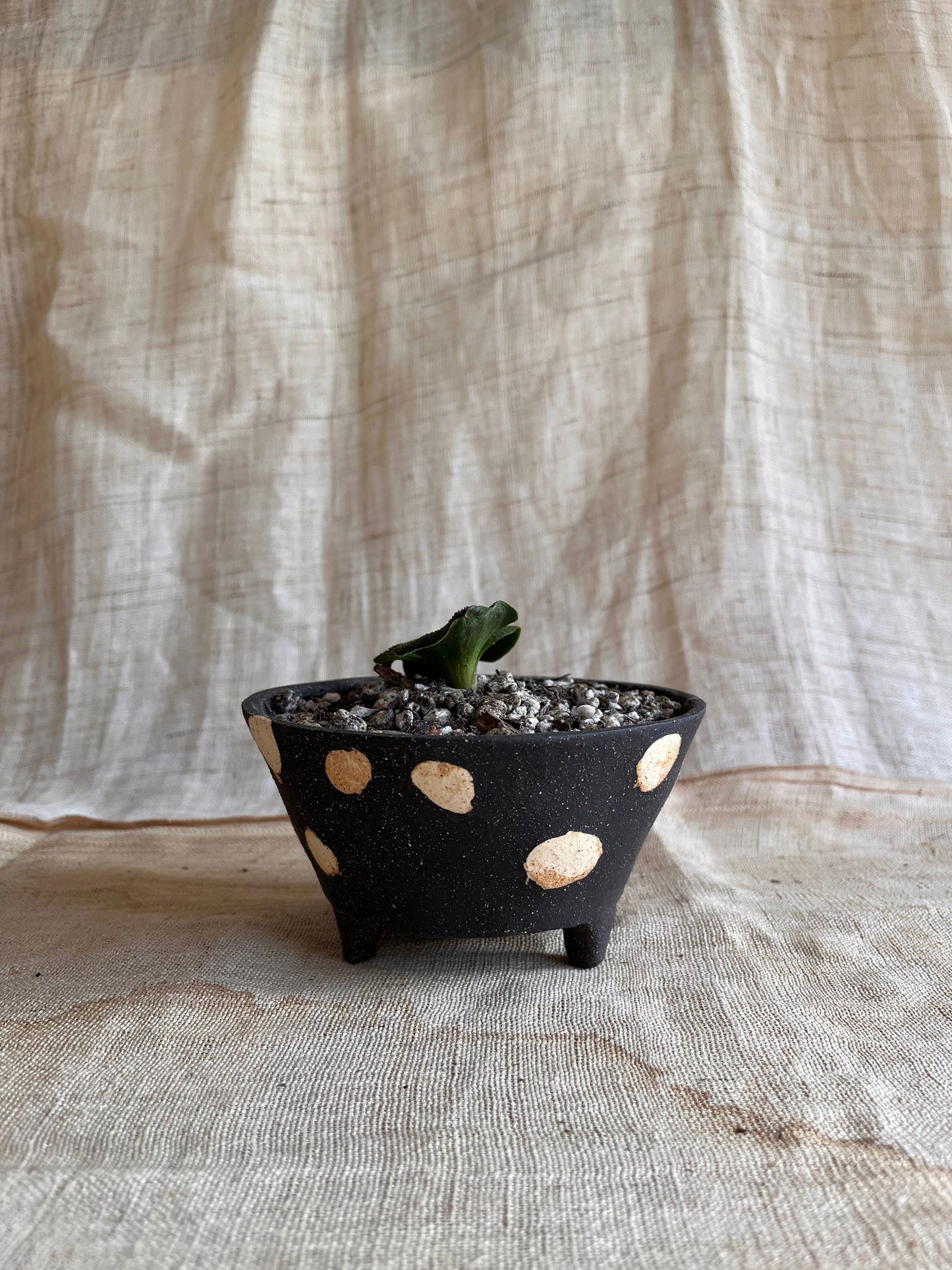 69 blk polka dot planter - Mipa's pots and plants