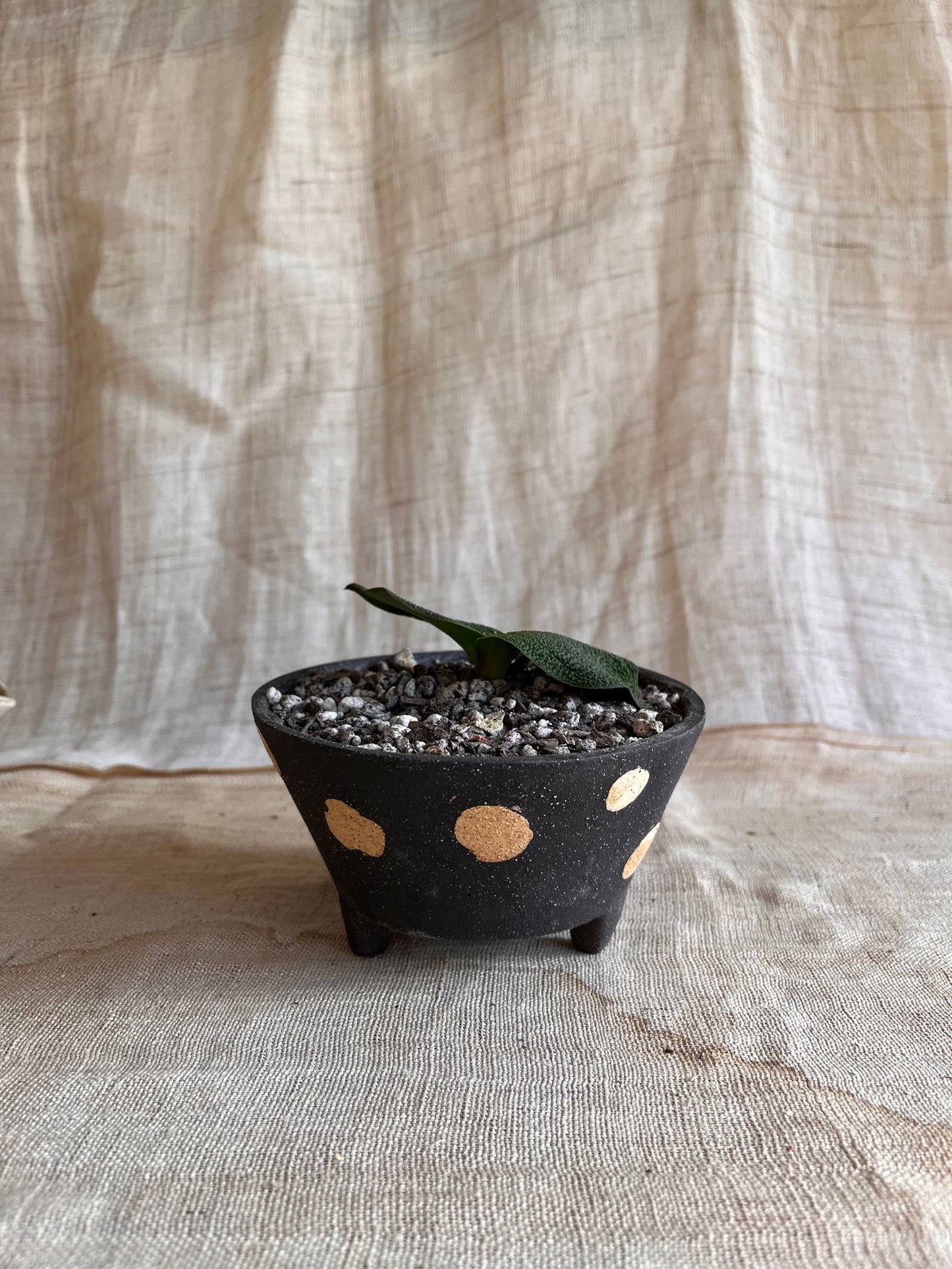69 blk polka dot planter - Mipa's pots and plants