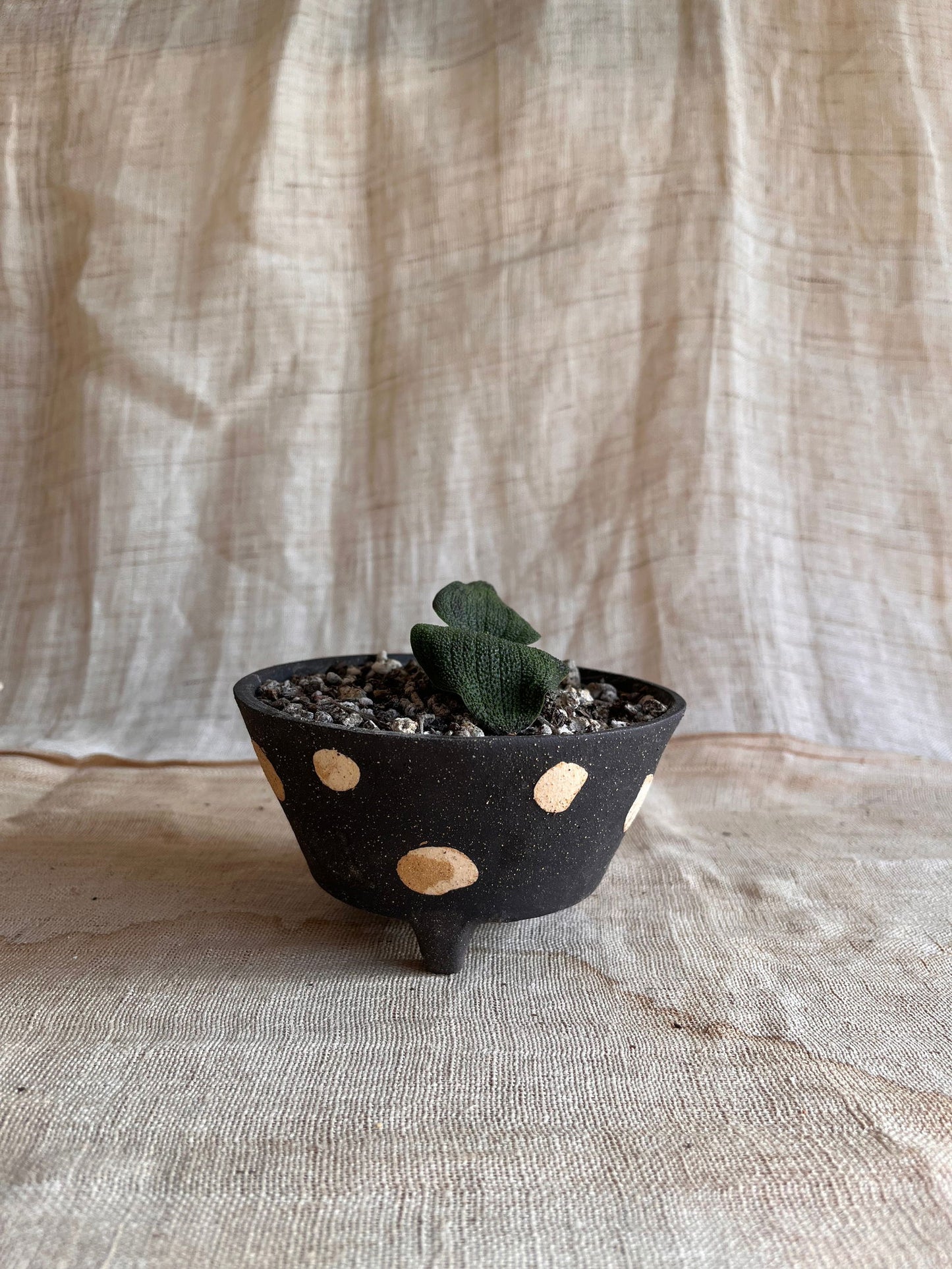 69 blk polka dot planter - Mipa's pots and plants