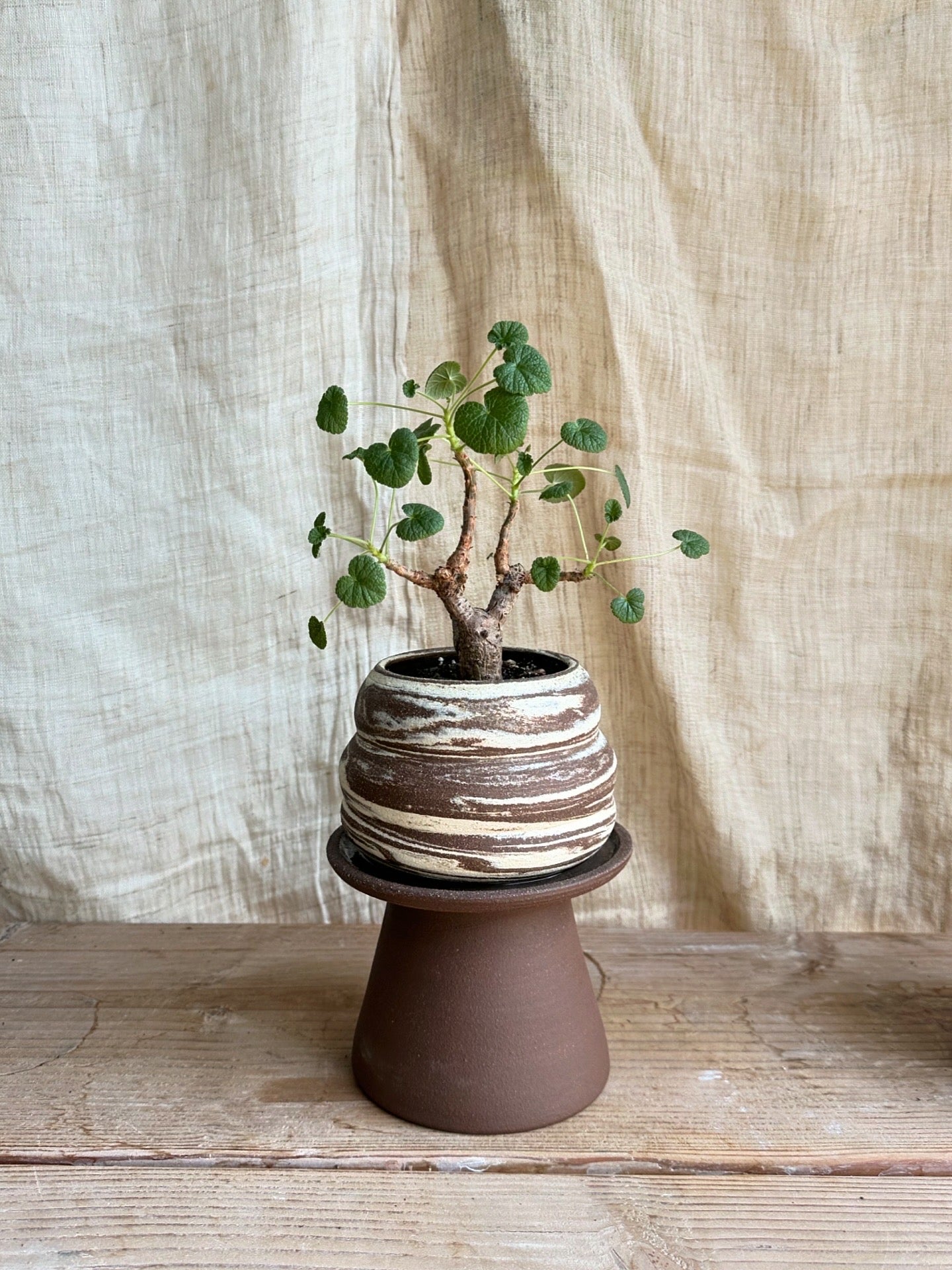 Pelargonium cotyledonis
w/ pedestal saucer set