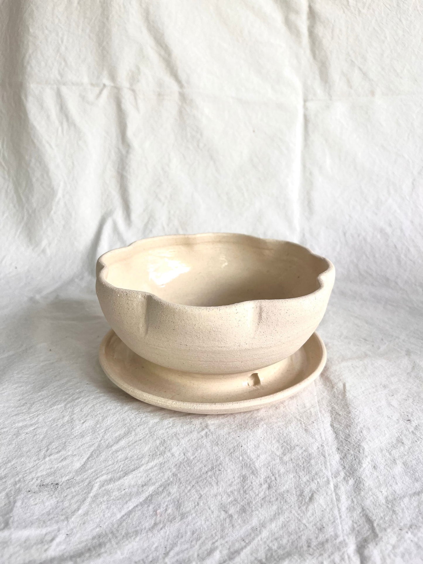 6 off-white flower caudex planter - Mipa's pots and plants