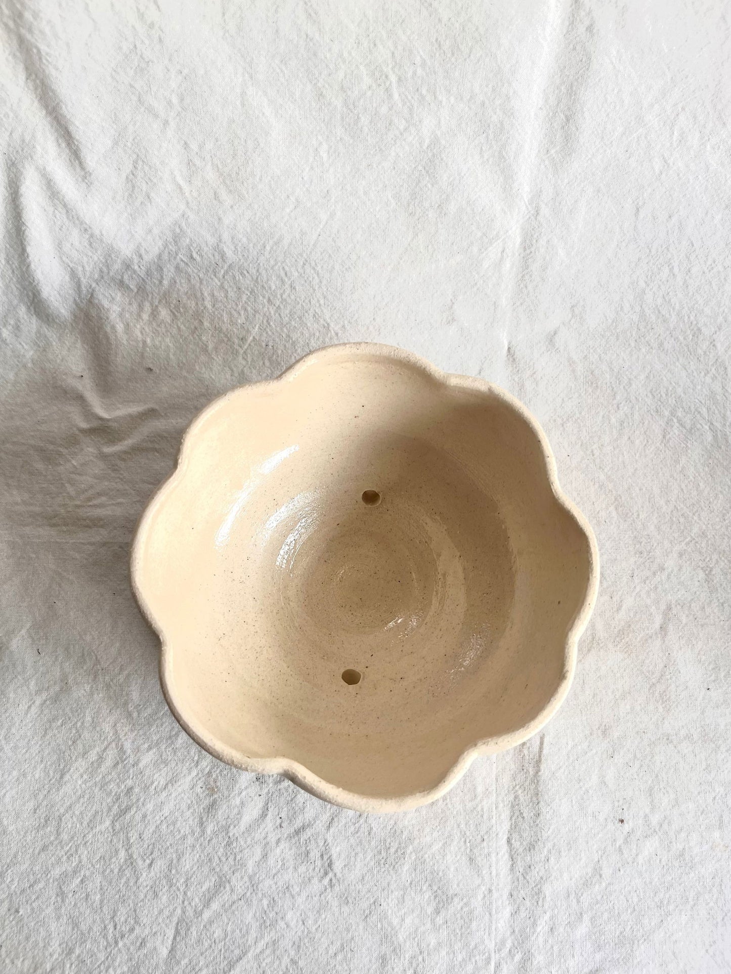 6 off-white flower caudex planter - Mipa's pots and plants