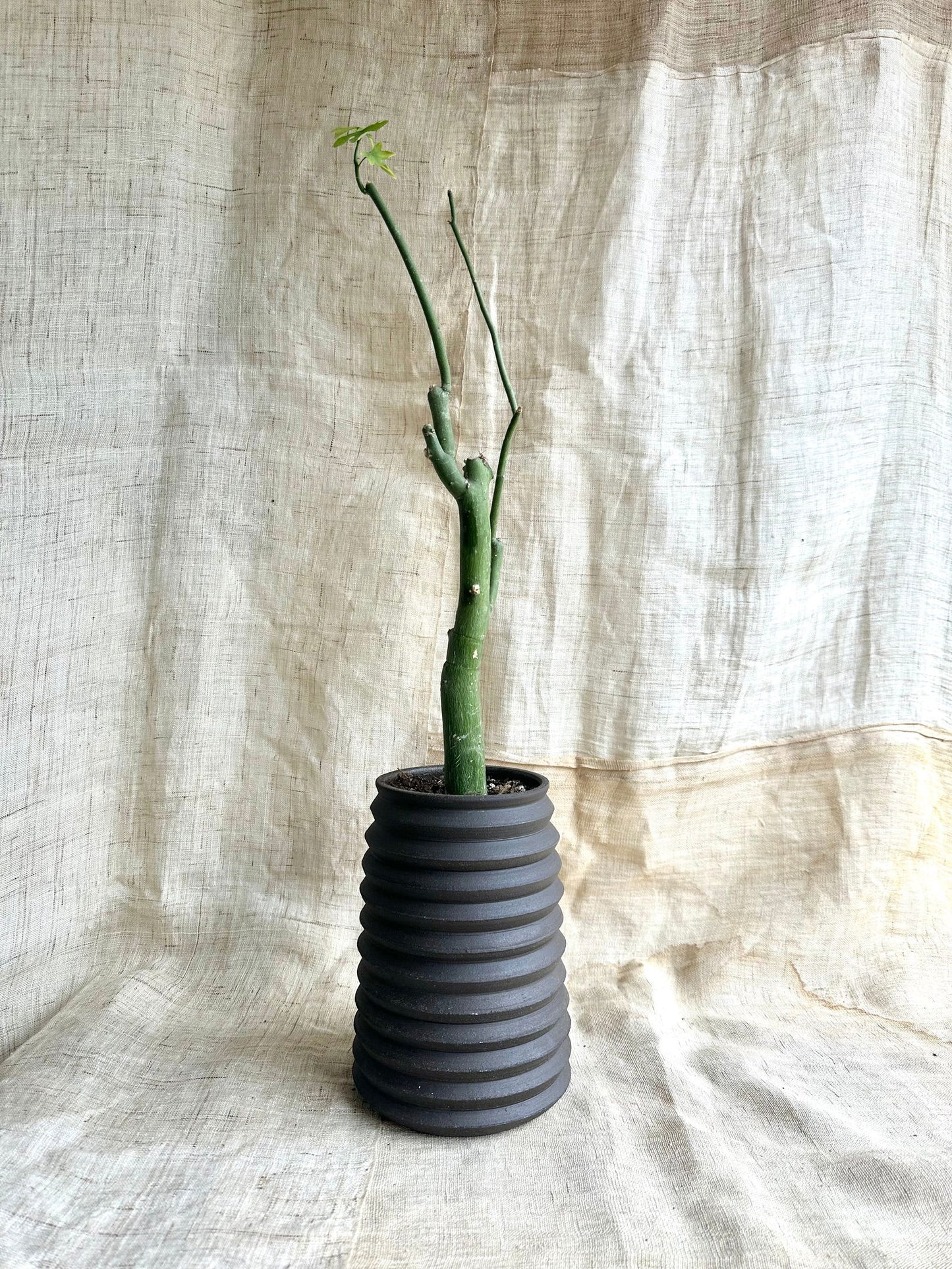 70 black tall pagoda planter - Mipa's pots and plants