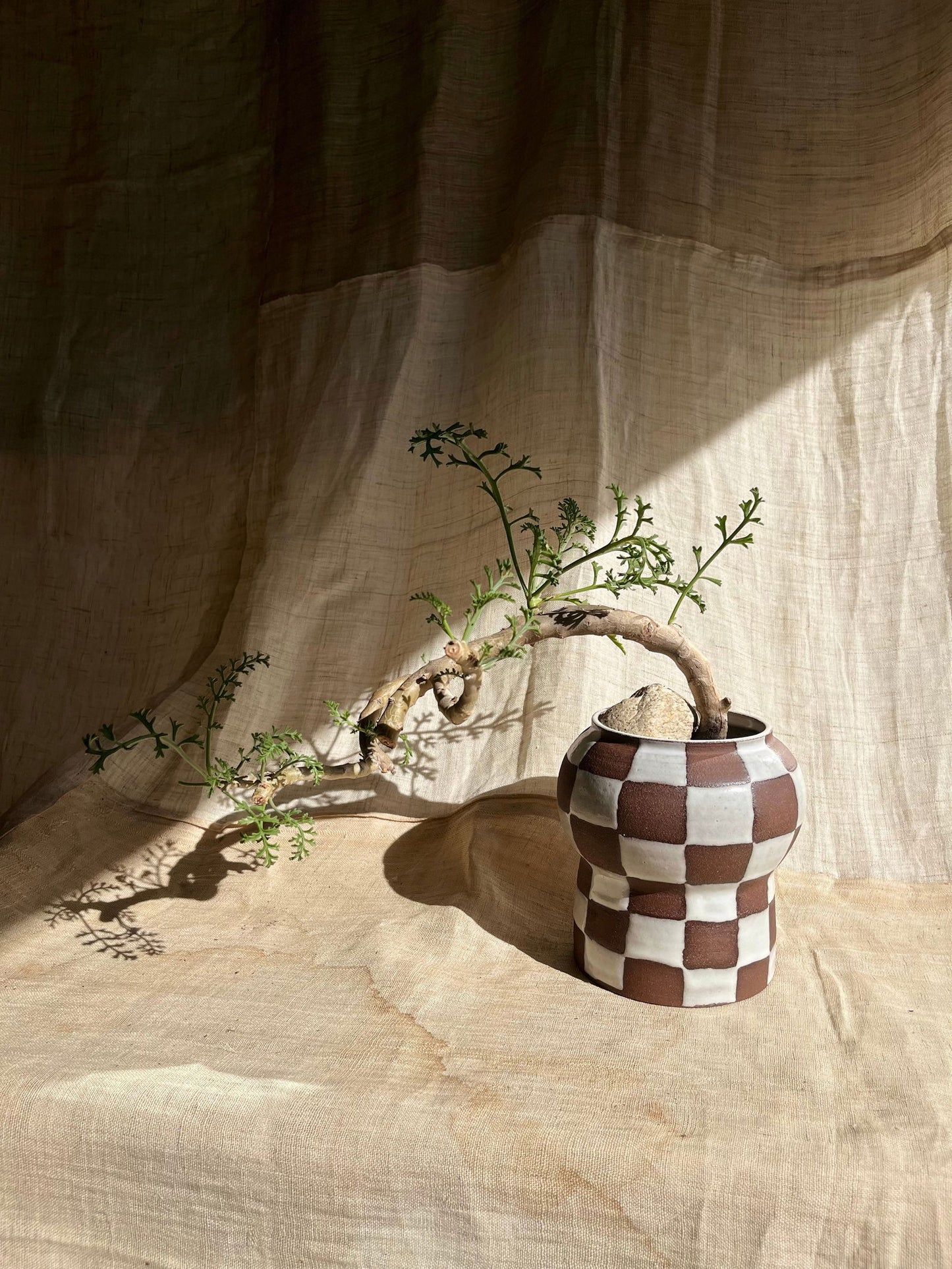 71 chocolate checkers planter - Mipa's pots and plants