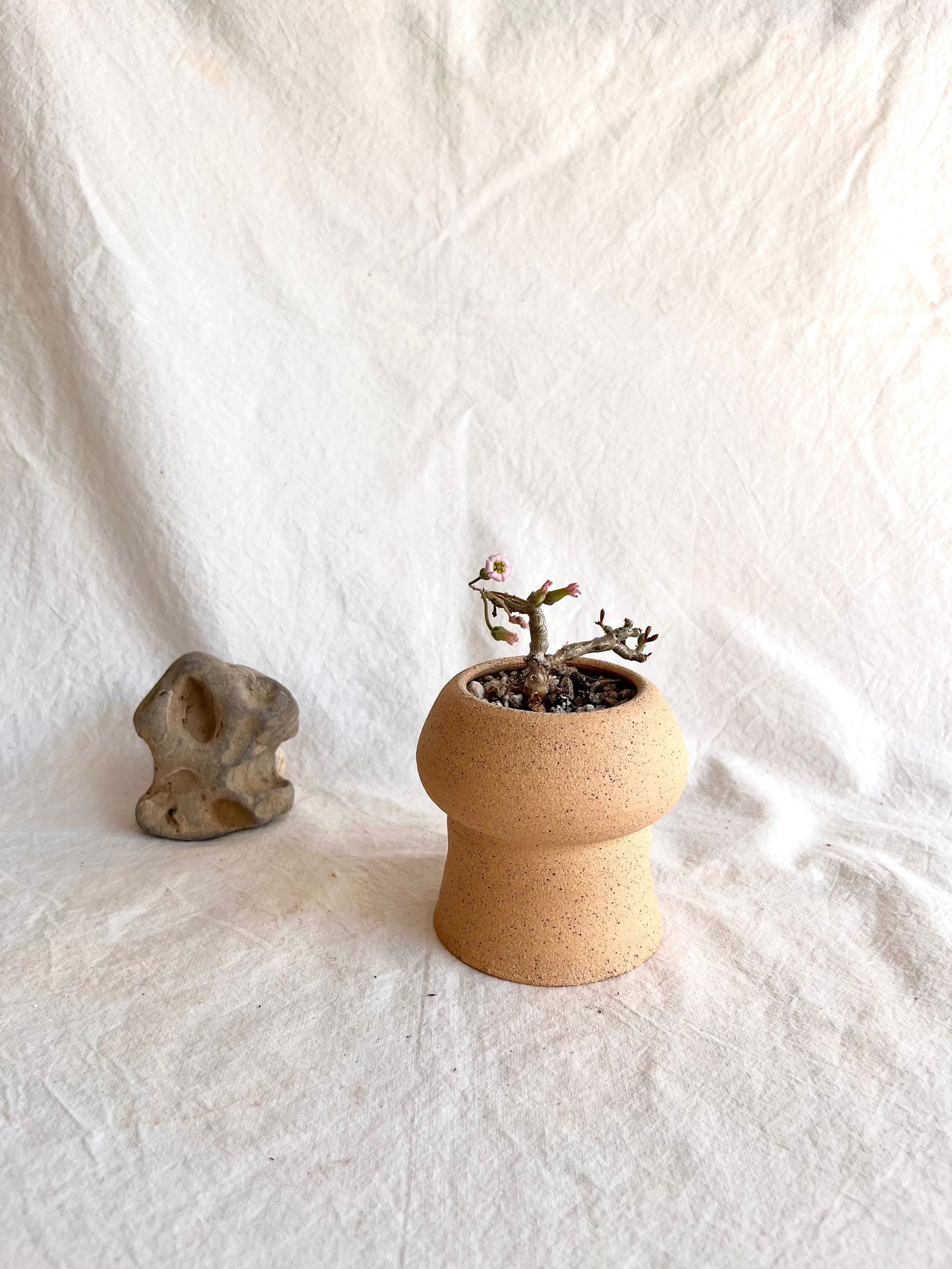 78 S.B mushroom planteru - Mipa's pots and plants