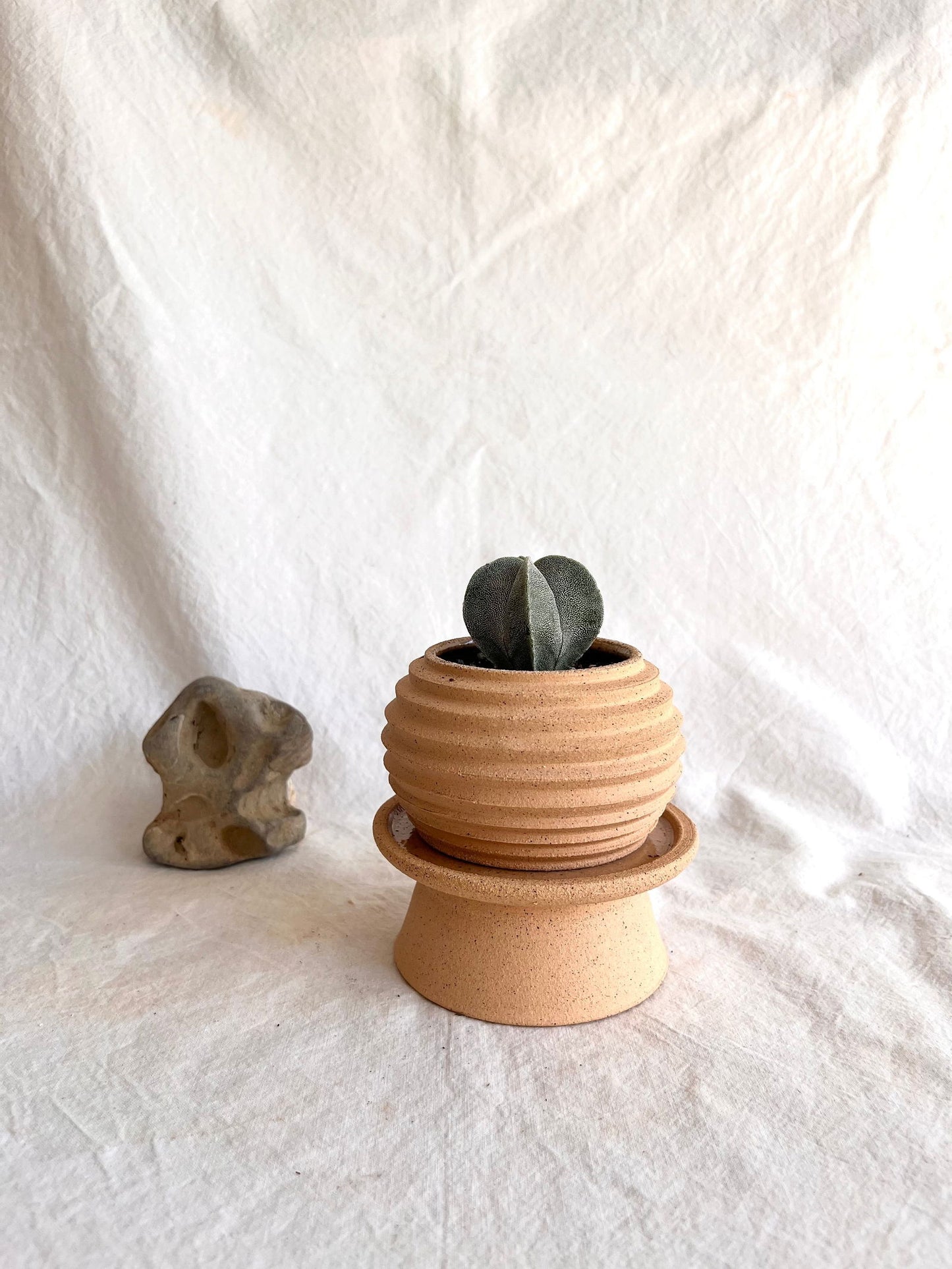 80 mini paper lantern planter set - Mipa's pots and plants