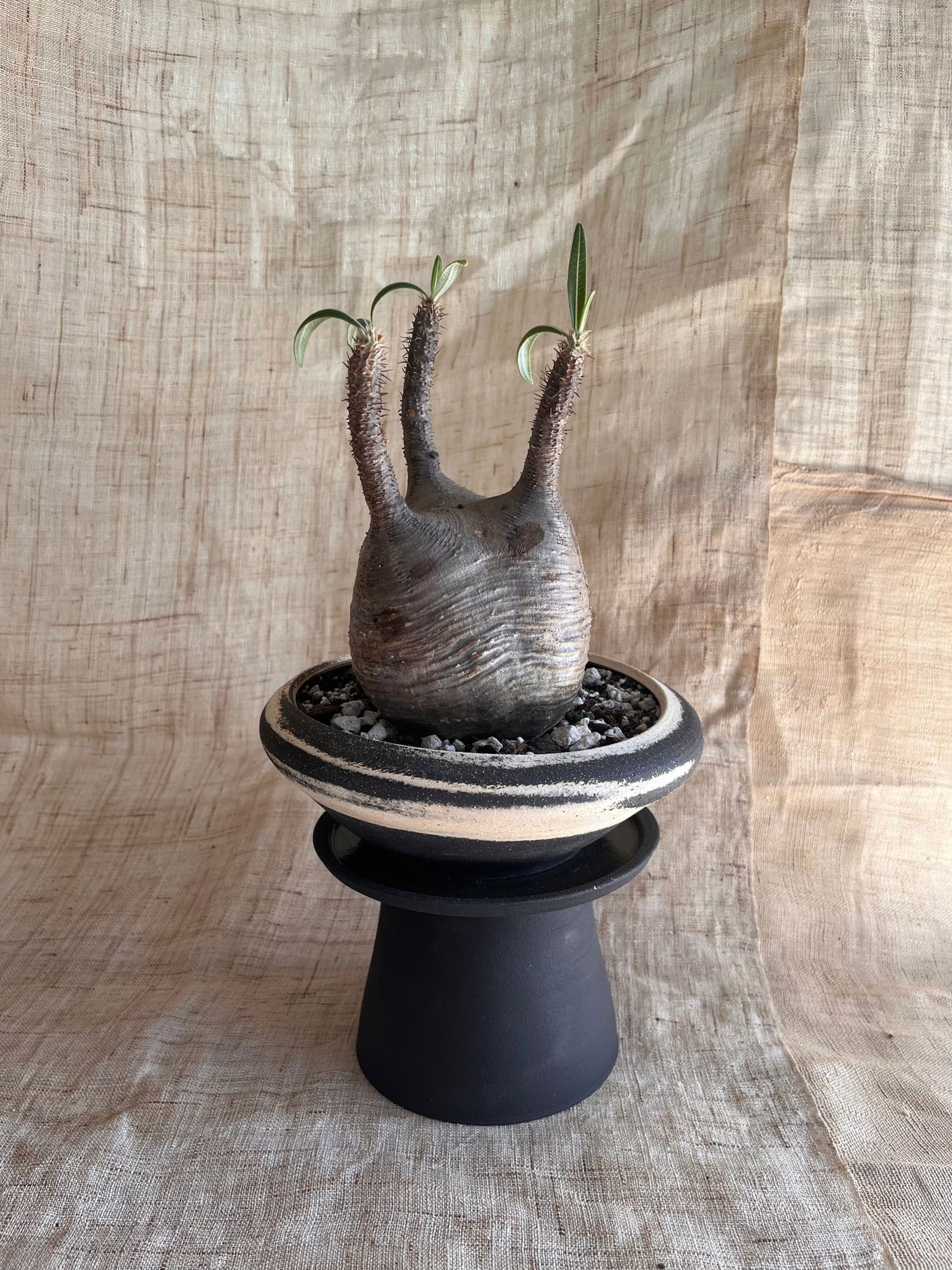 82 ink wash pedestal saucer set - Mipa's pots and plants