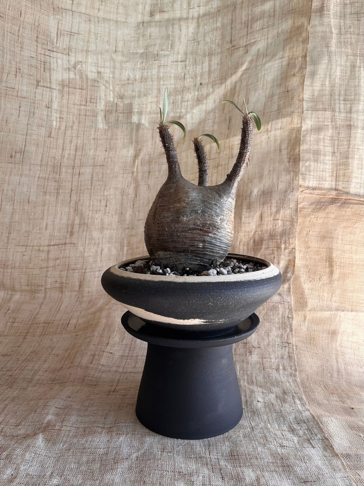 82 ink wash pedestal saucer set - Mipa's pots and plants
