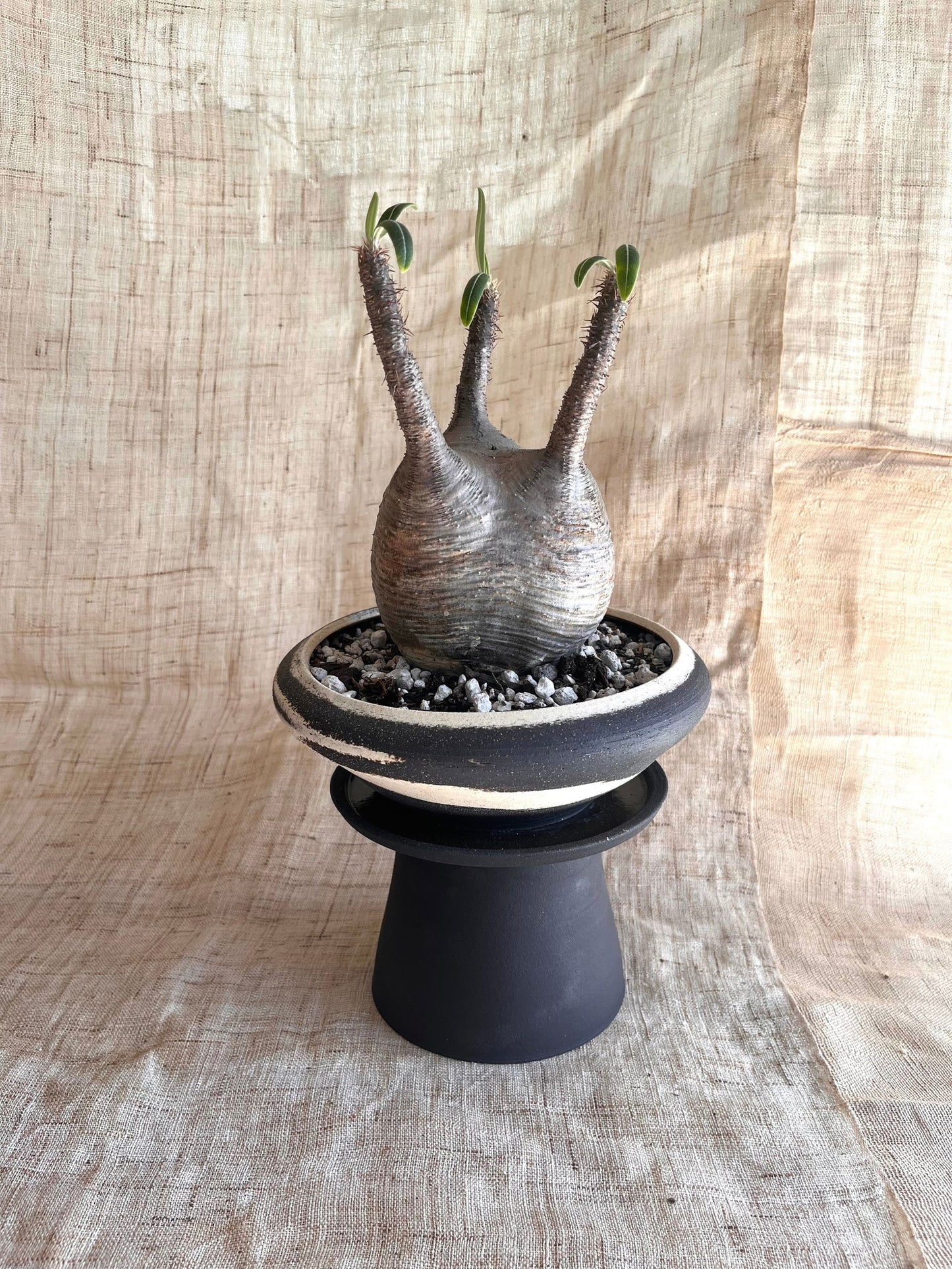 82 ink wash pedestal saucer set - Mipa's pots and plants