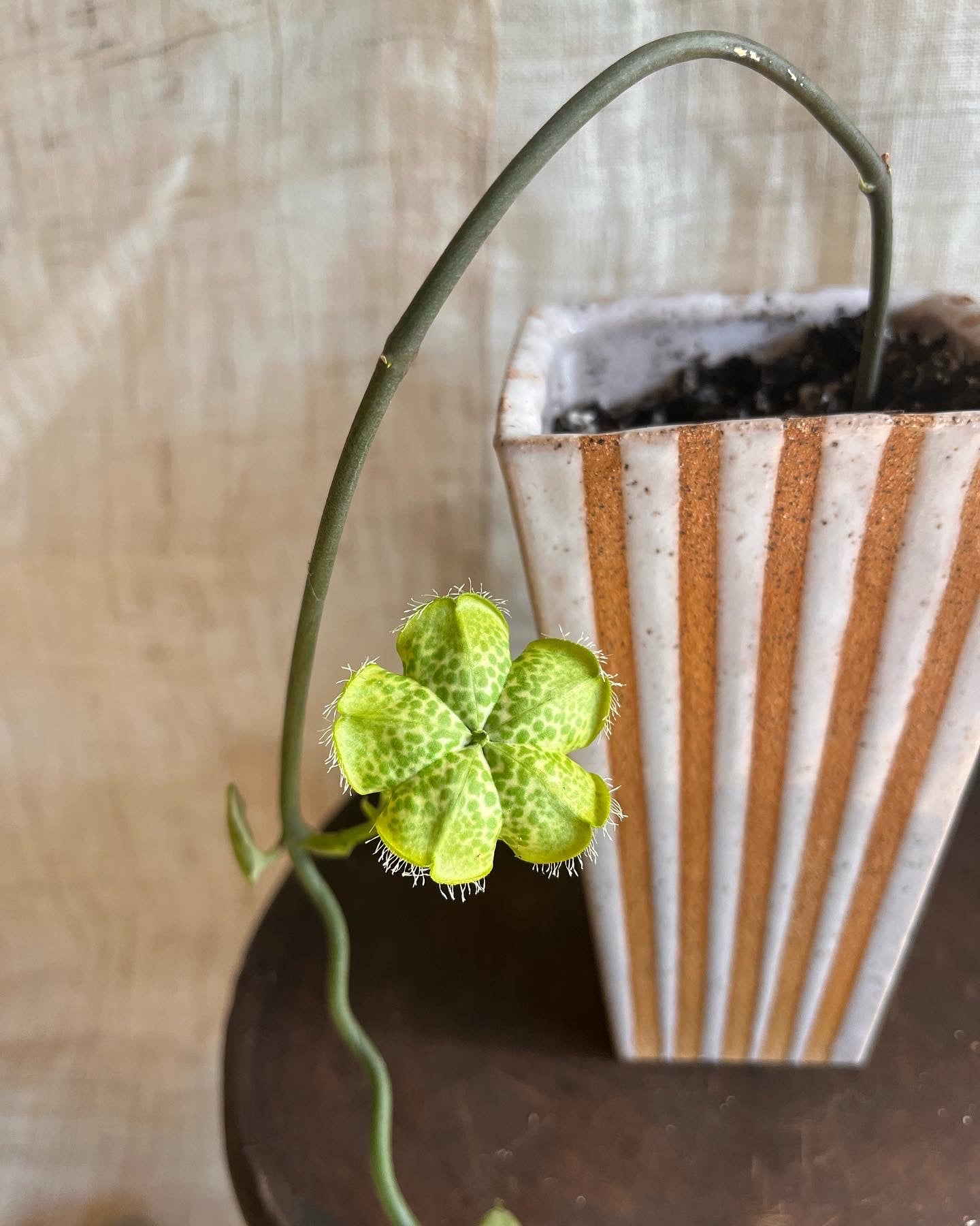70 S.B popcorn planter