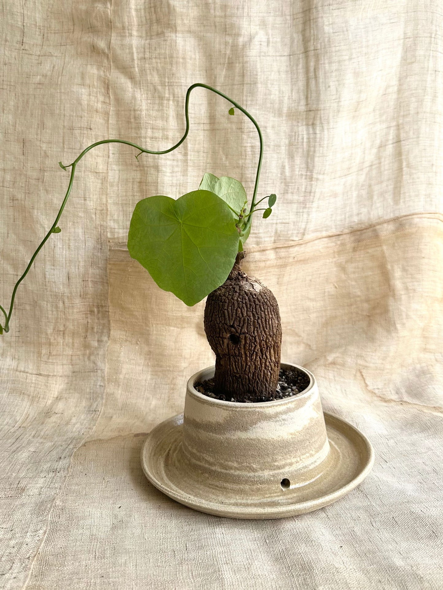 8 mud swirl planter - Mipa's pots and plants