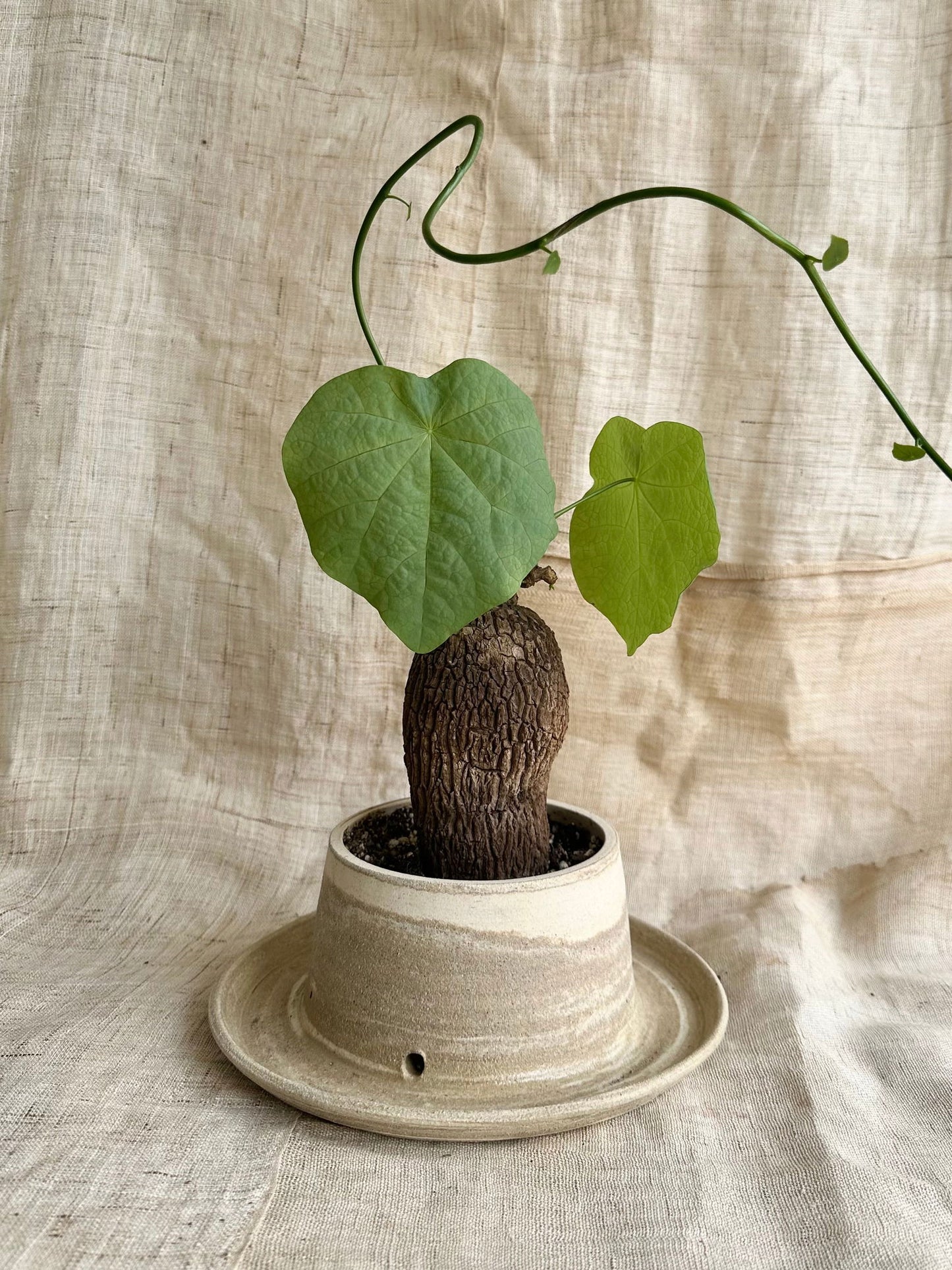 8 mud swirl planter - Mipa's pots and plants